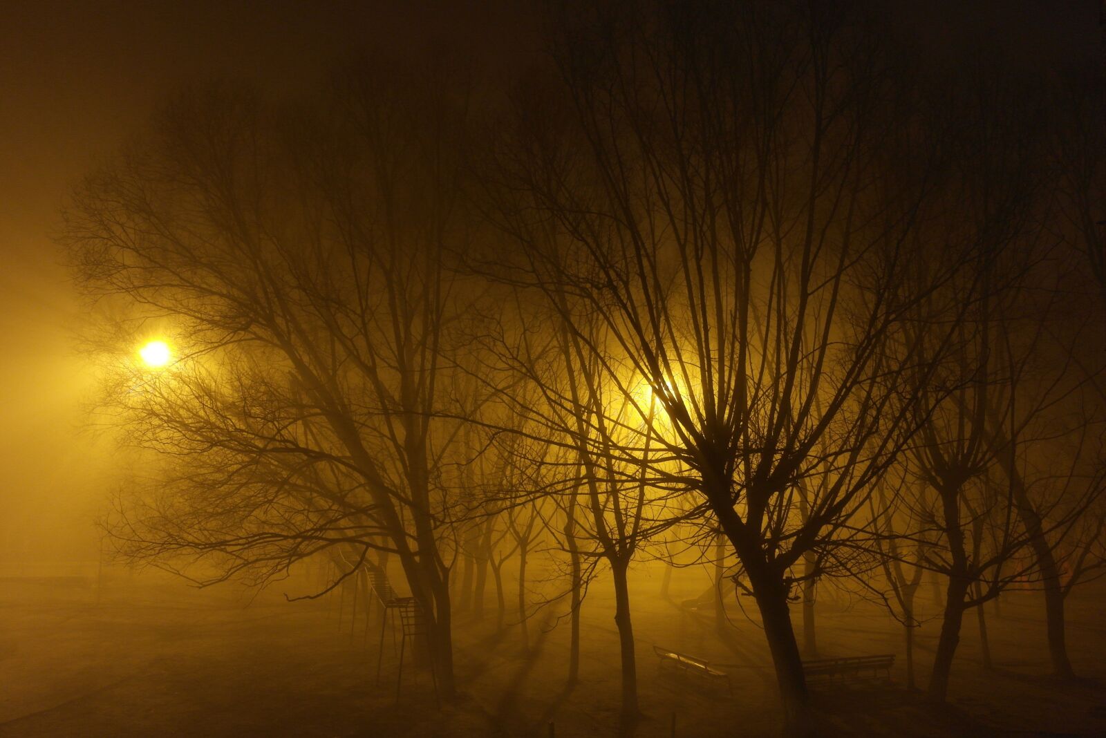 Samsung NX1000 sample photo. Tree, nature, fog photography