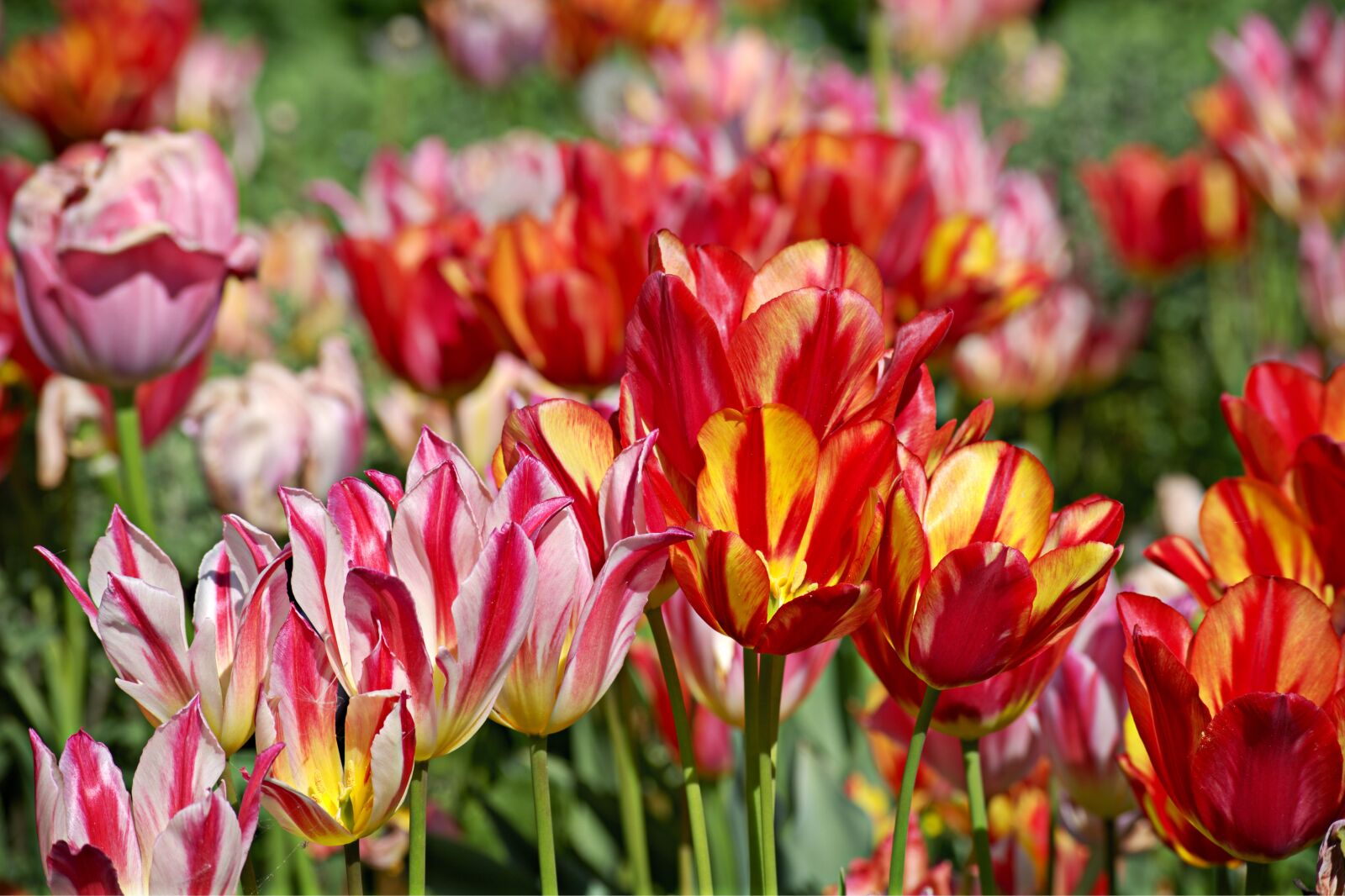 55.0-200.0mm f/4.0-f/5.6 sample photo. Tulips, bloom, spring photography