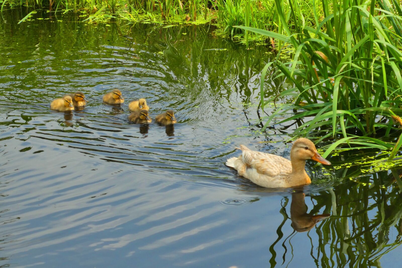 Panasonic Lumix DC-ZS70 (Lumix DC-TZ90) sample photo. Young ducks, spring, ditch photography