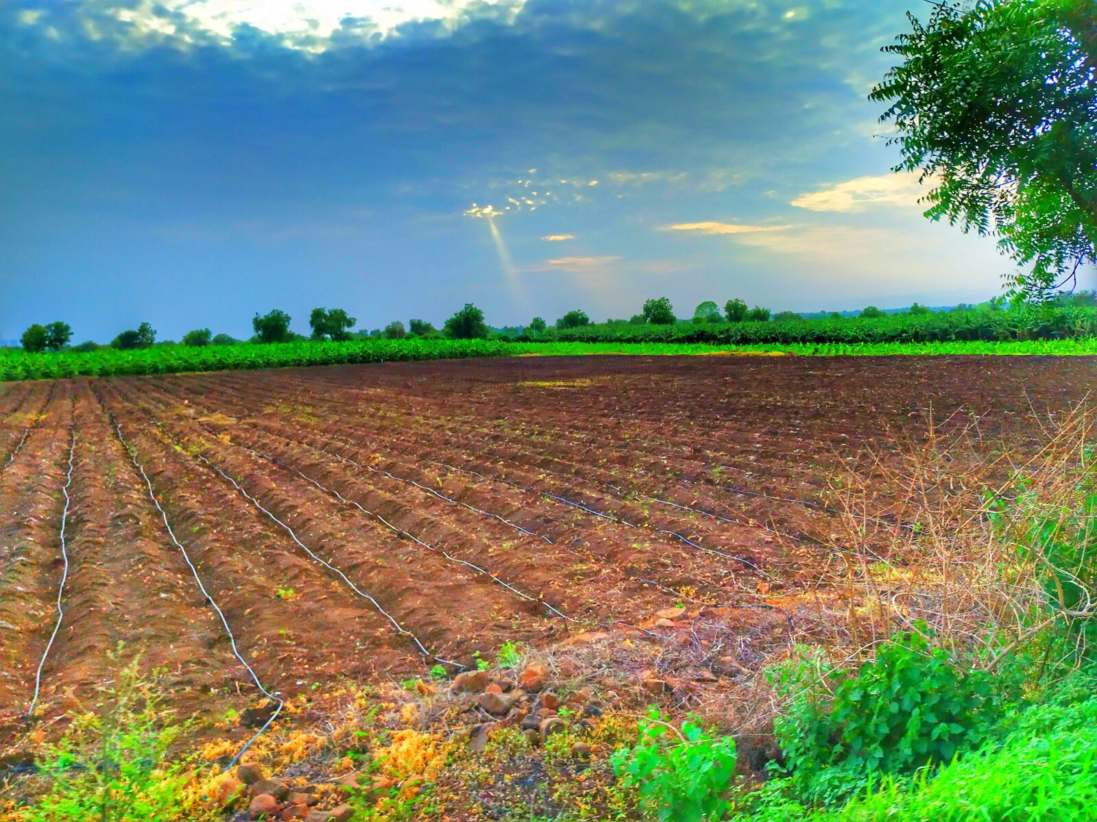 Xiaomi Mi A2 sample photo. Nature, farm, soil photography