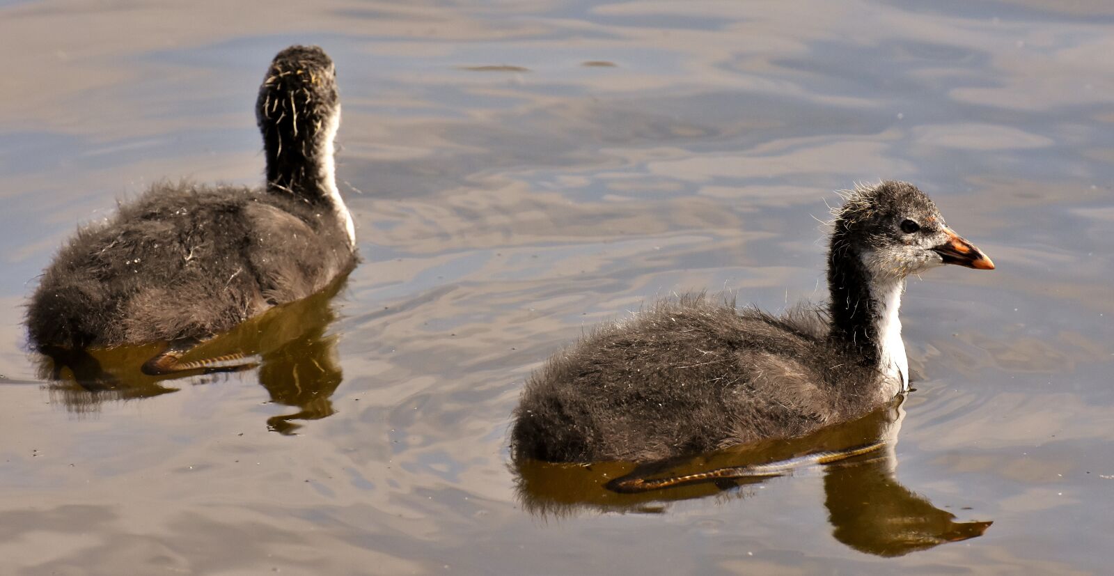 Nikon D7200 sample photo. Coots, chicks, waters photography