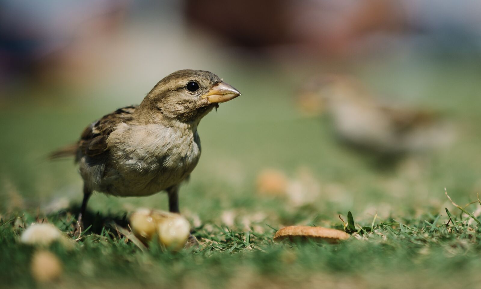 Nikon D810 sample photo. Animal, avian, bird photography