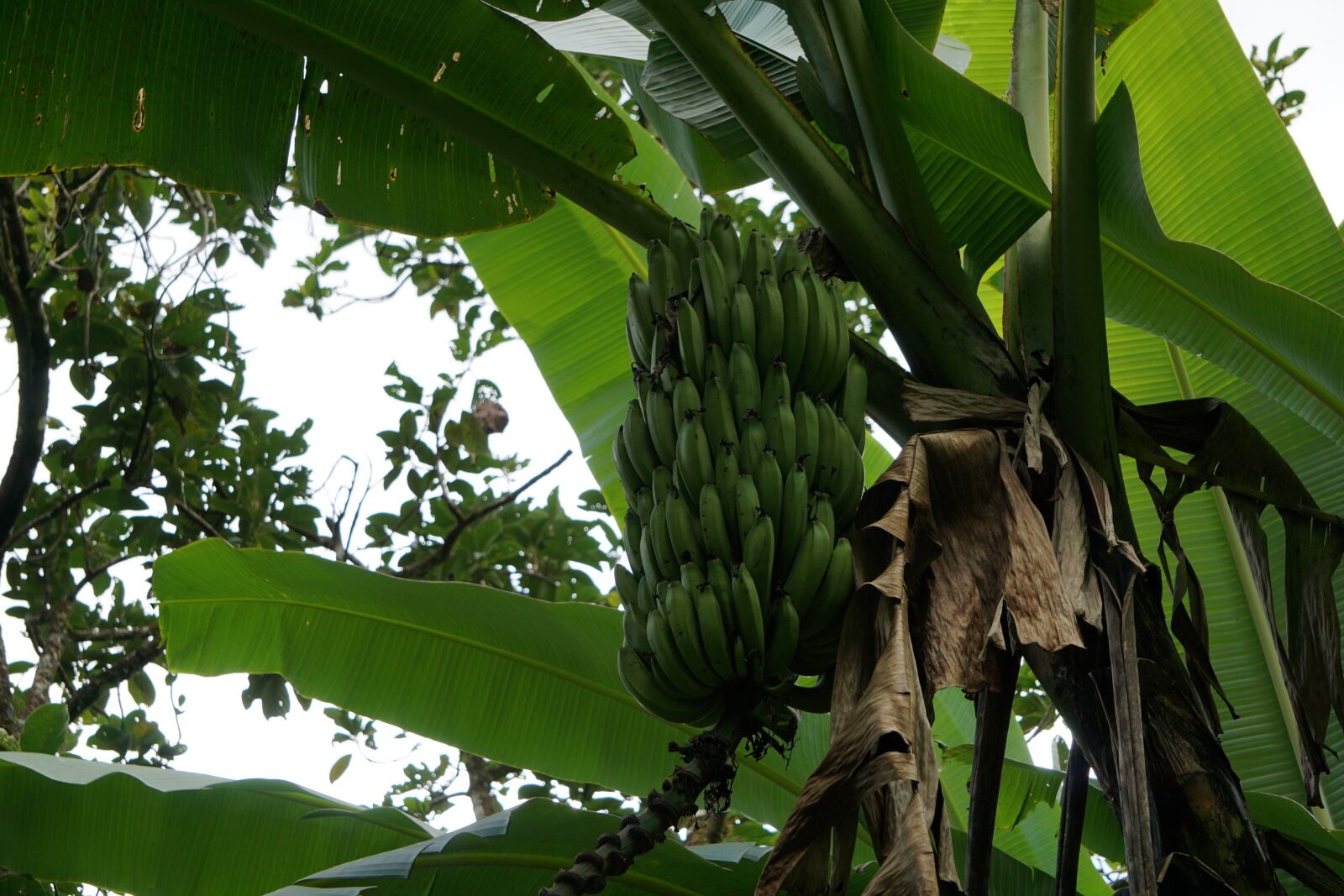 Sony E 55-210mm F4.5-6.3 OSS sample photo. Banana, fruit, nature photography
