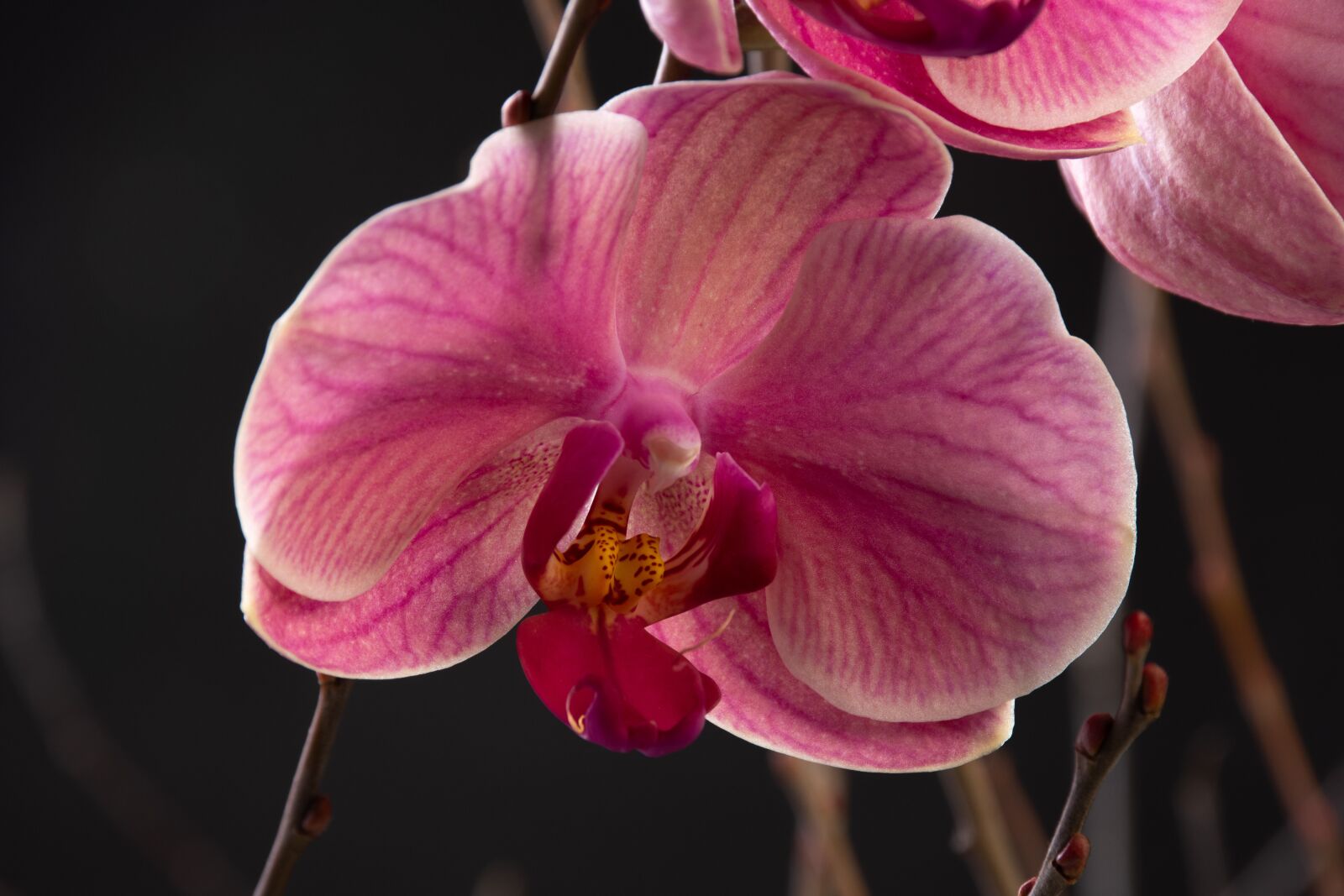 Nikon D7200 sample photo. Orchid, flower, nature photography