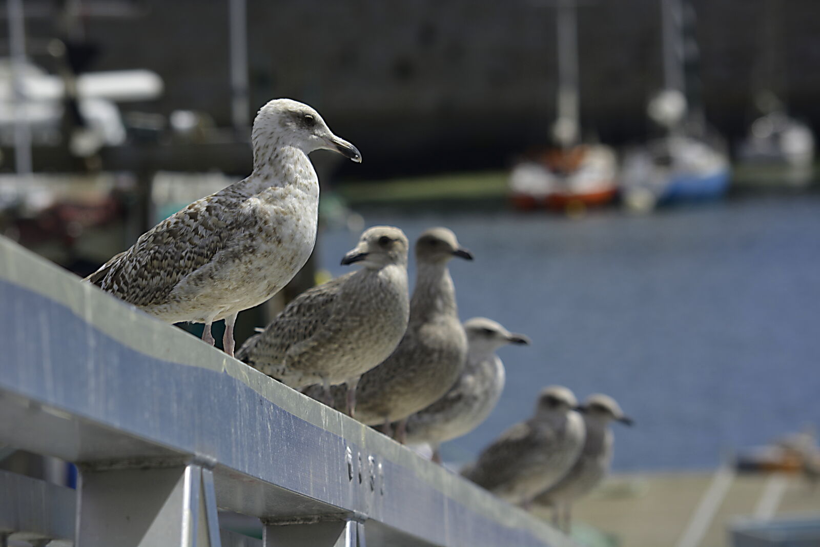 Nikon D5200 sample photo. Goelands, groupe, de, goelands photography