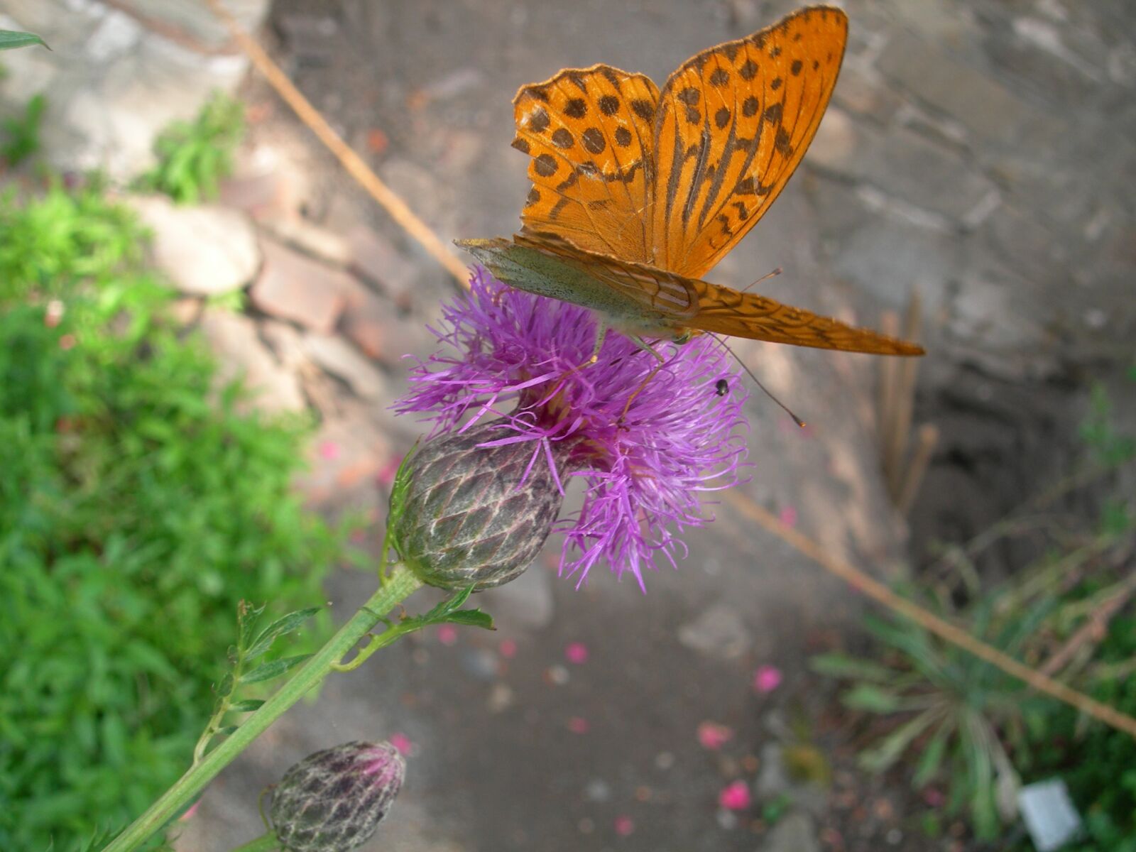 Nikon E7900 sample photo. Butterfly, plant, nature photography