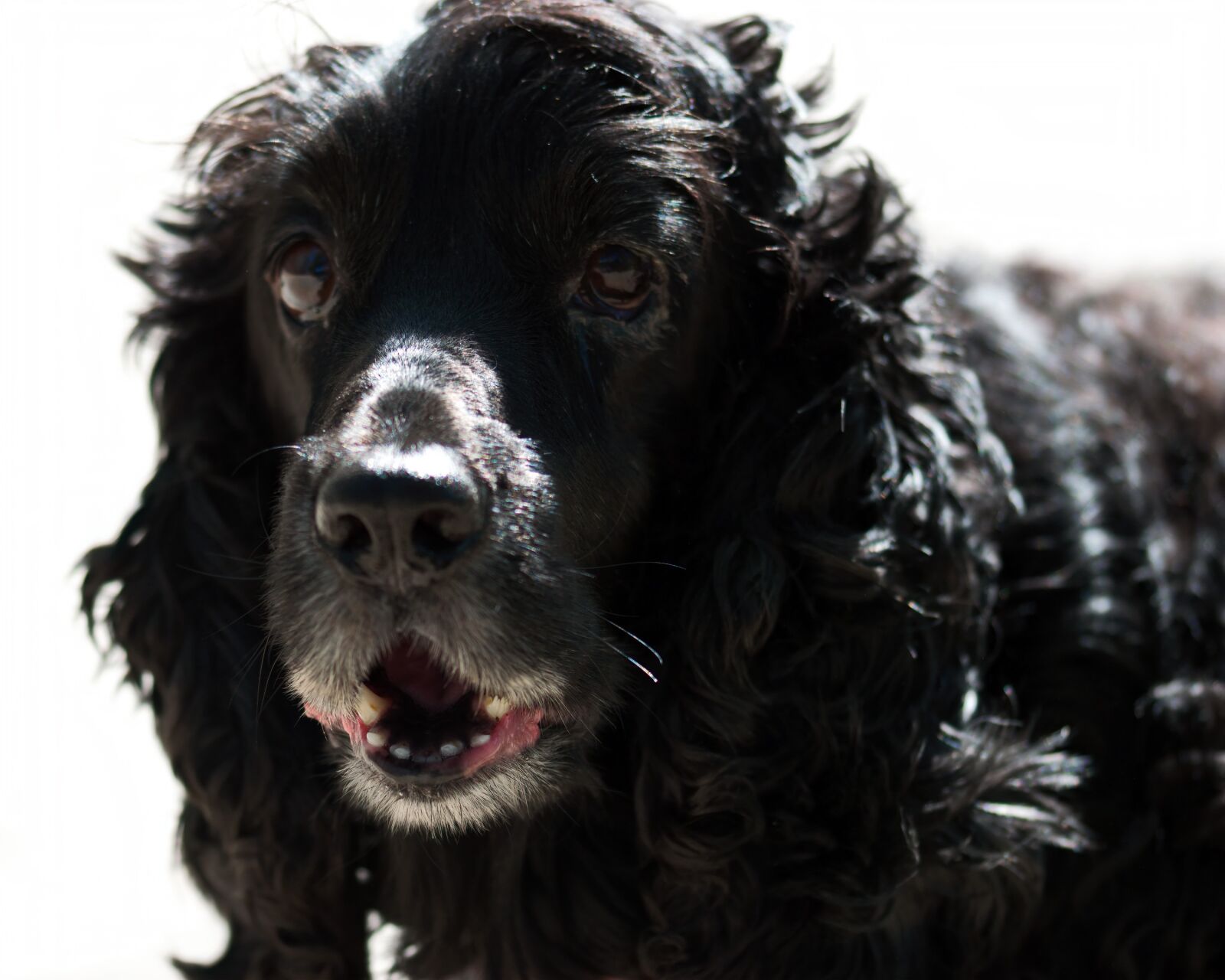Nikon D5300 sample photo. Head, in relation to photography
