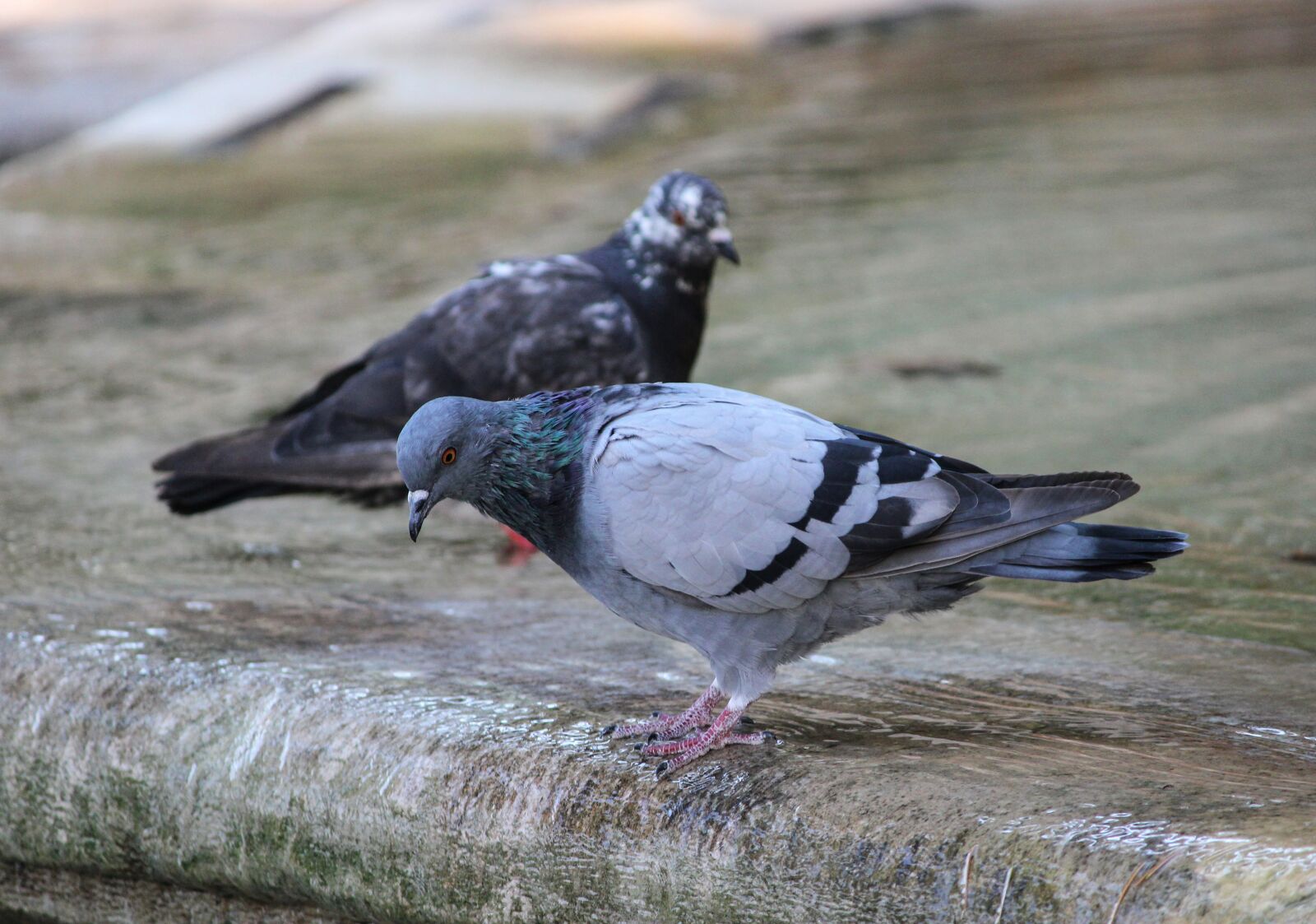 Canon EOS 550D (EOS Rebel T2i / EOS Kiss X4) sample photo. Birds, pigeon, feathers photography