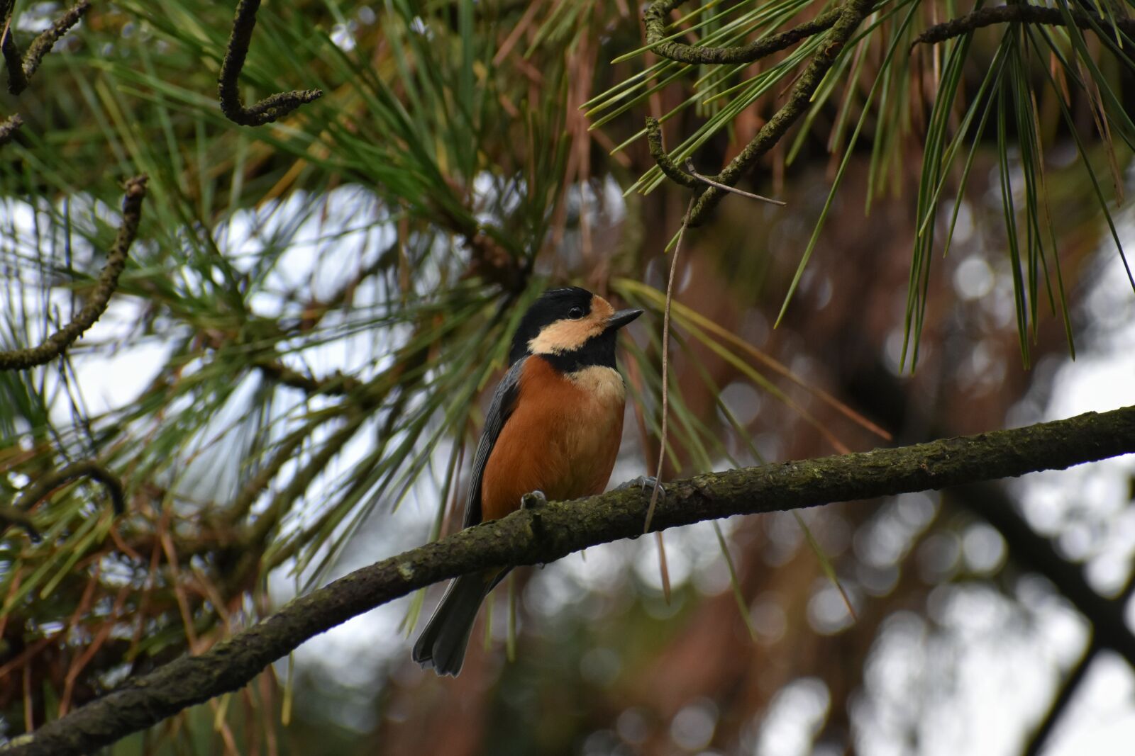 Nikon D7200 sample photo. Animal, forest, bird photography