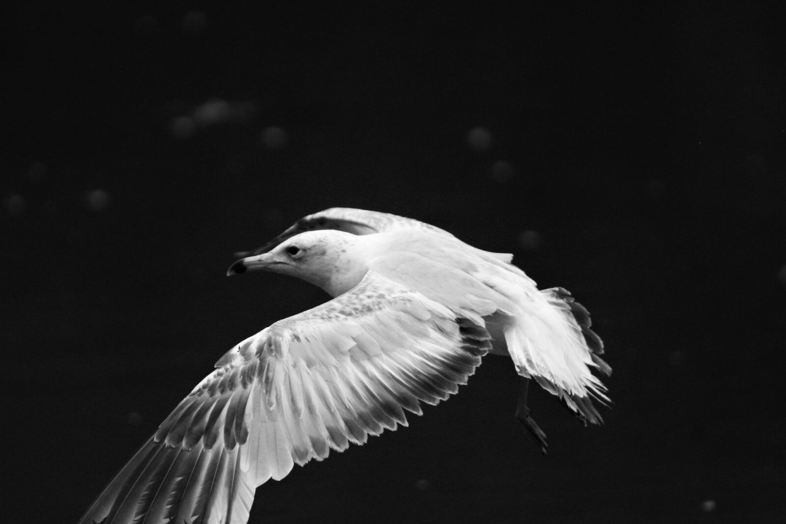 Canon EOS 1200D (EOS Rebel T5 / EOS Kiss X70 / EOS Hi) sample photo. Birds, bird wings, nature photography