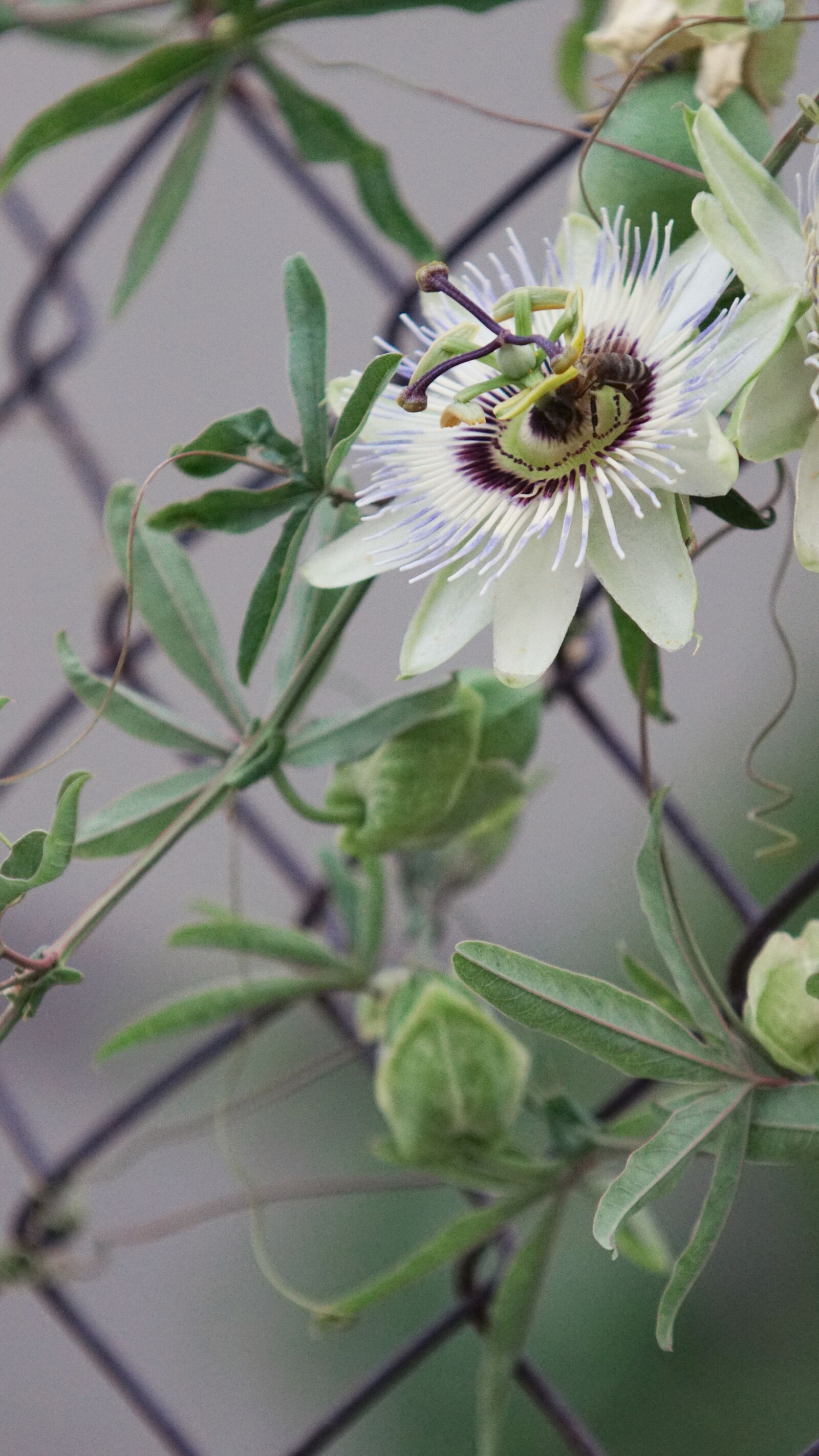 Sony SLT-A68 sample photo. Flower, wire, net photography