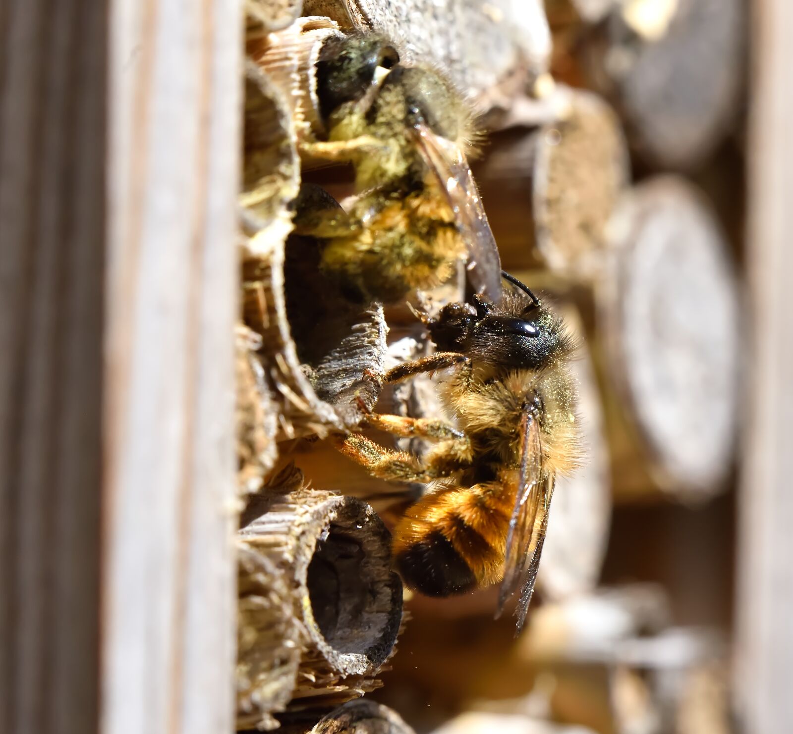 Nikon D750 sample photo. Bee, wood, working photography