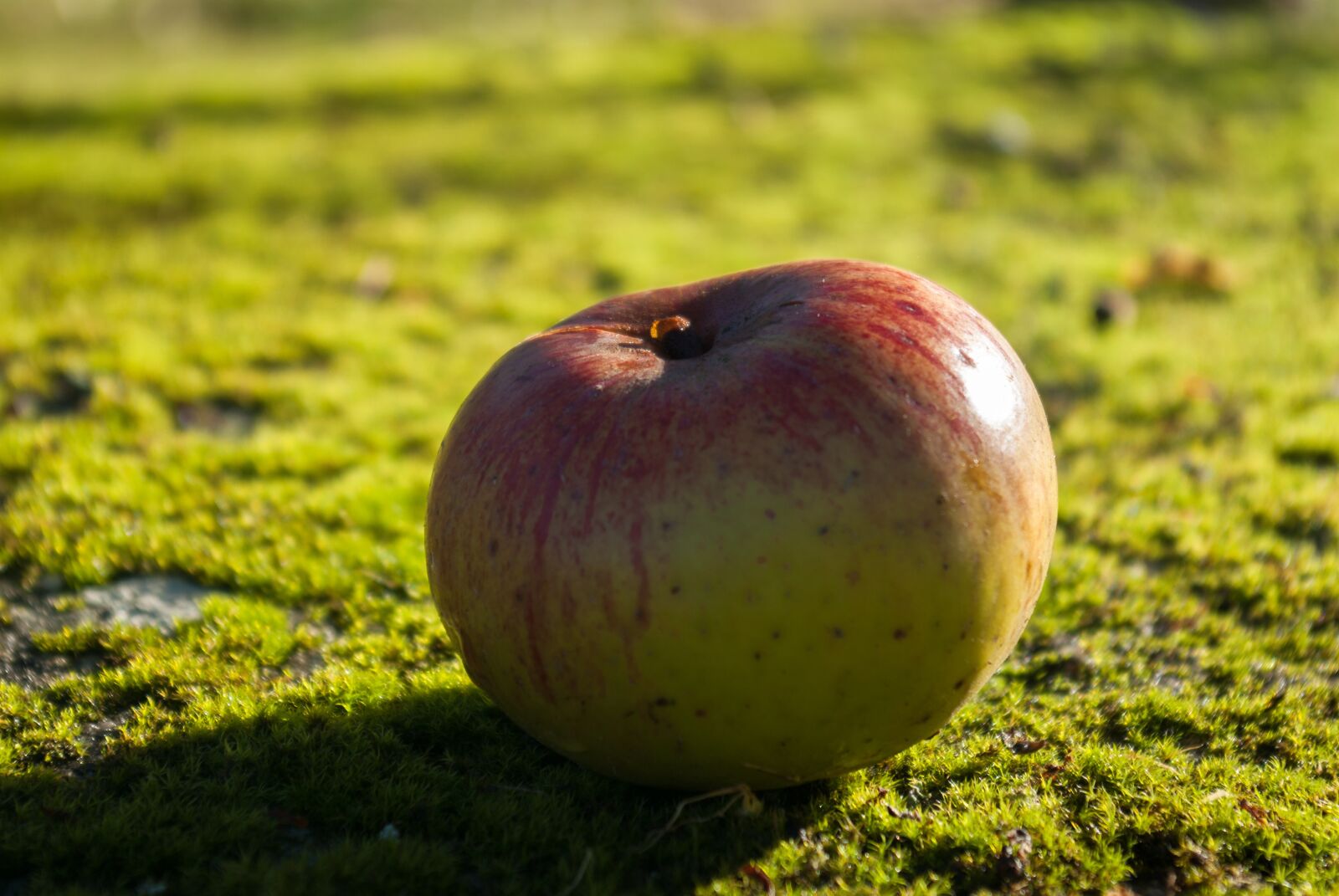 Pentax K10D sample photo. Apple, fruit, moss photography