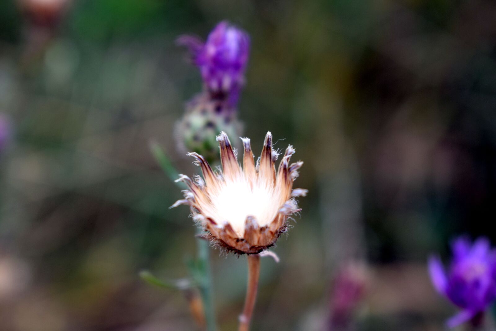 Nikon D3300 sample photo. Macro, detail, flower photography