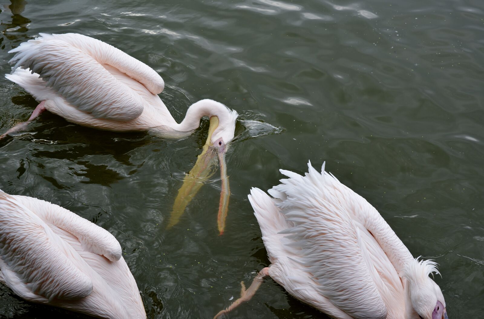 Nikon D5200 sample photo. Pelikan, zoo, nature photography