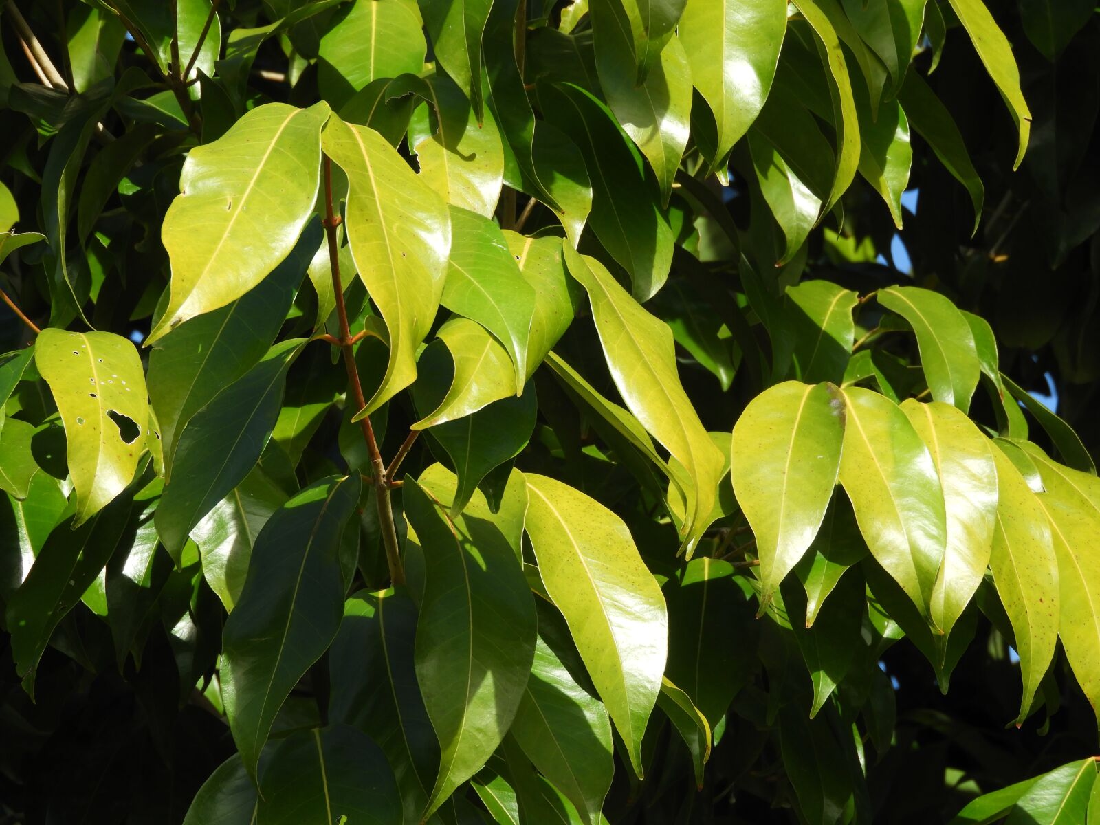 Nikon Coolpix B700 sample photo. Nature, tree, leaf photography