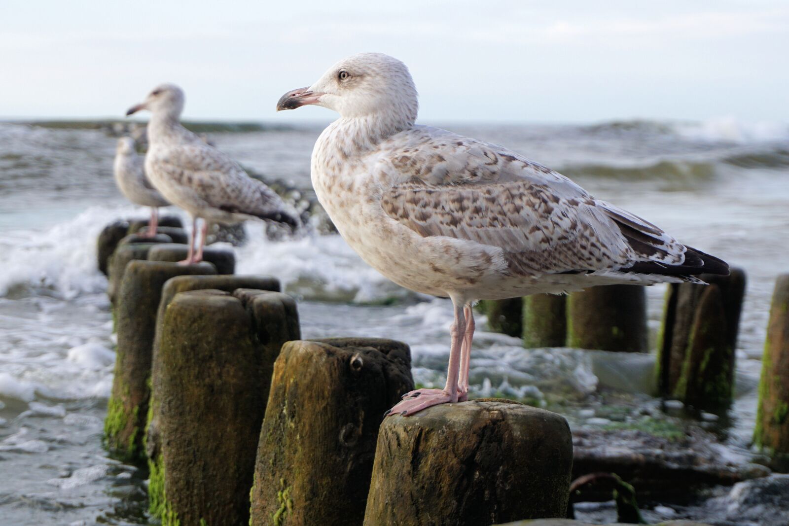 Sony a6000 sample photo. Seagull, baltic sea, sea photography
