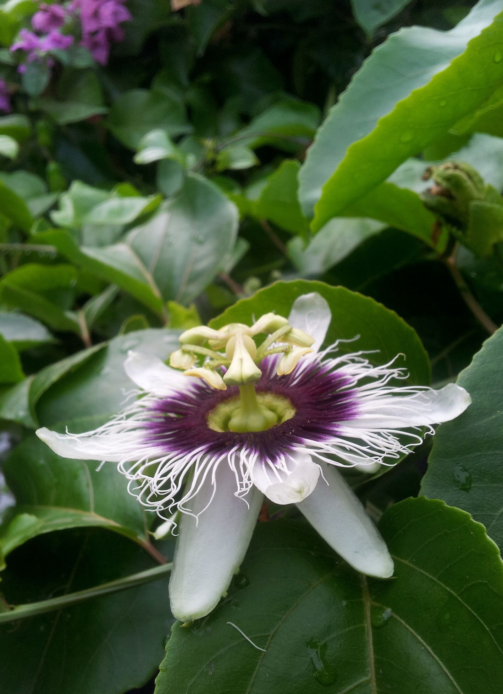 Samsung Galaxy S2 sample photo. Passion flower, nature, flower photography