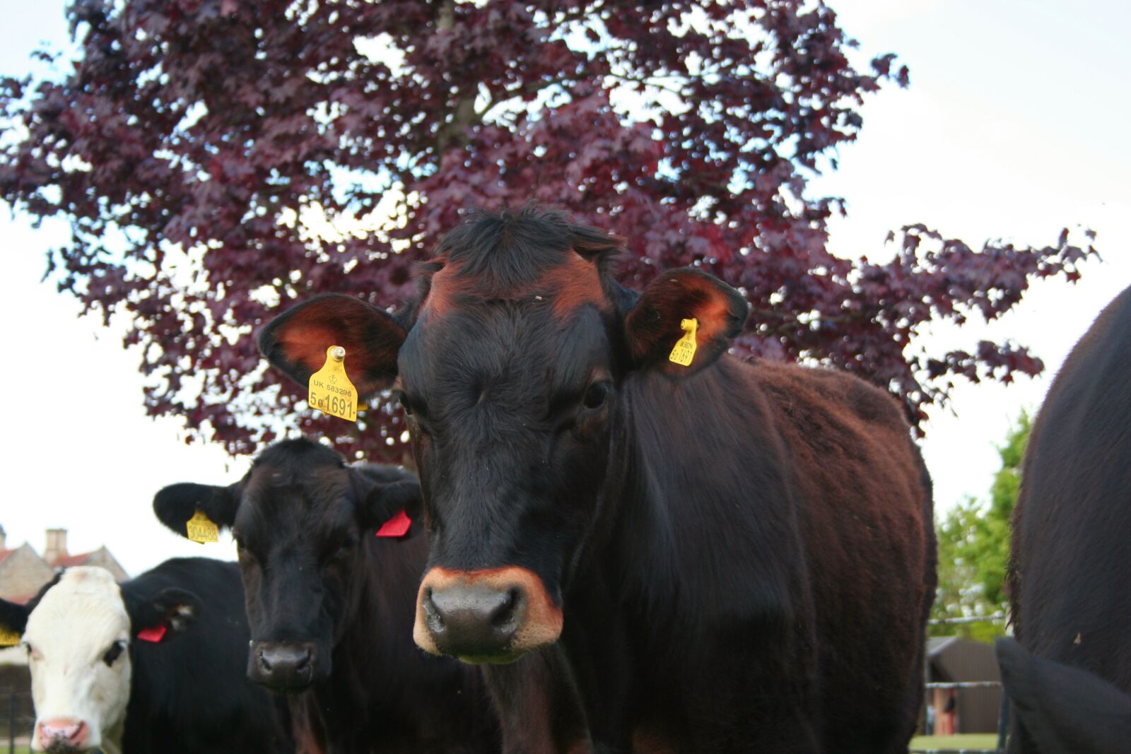 Canon EOS 350D (EOS Digital Rebel XT / EOS Kiss Digital N) sample photo. Cow, farm, livestock photography
