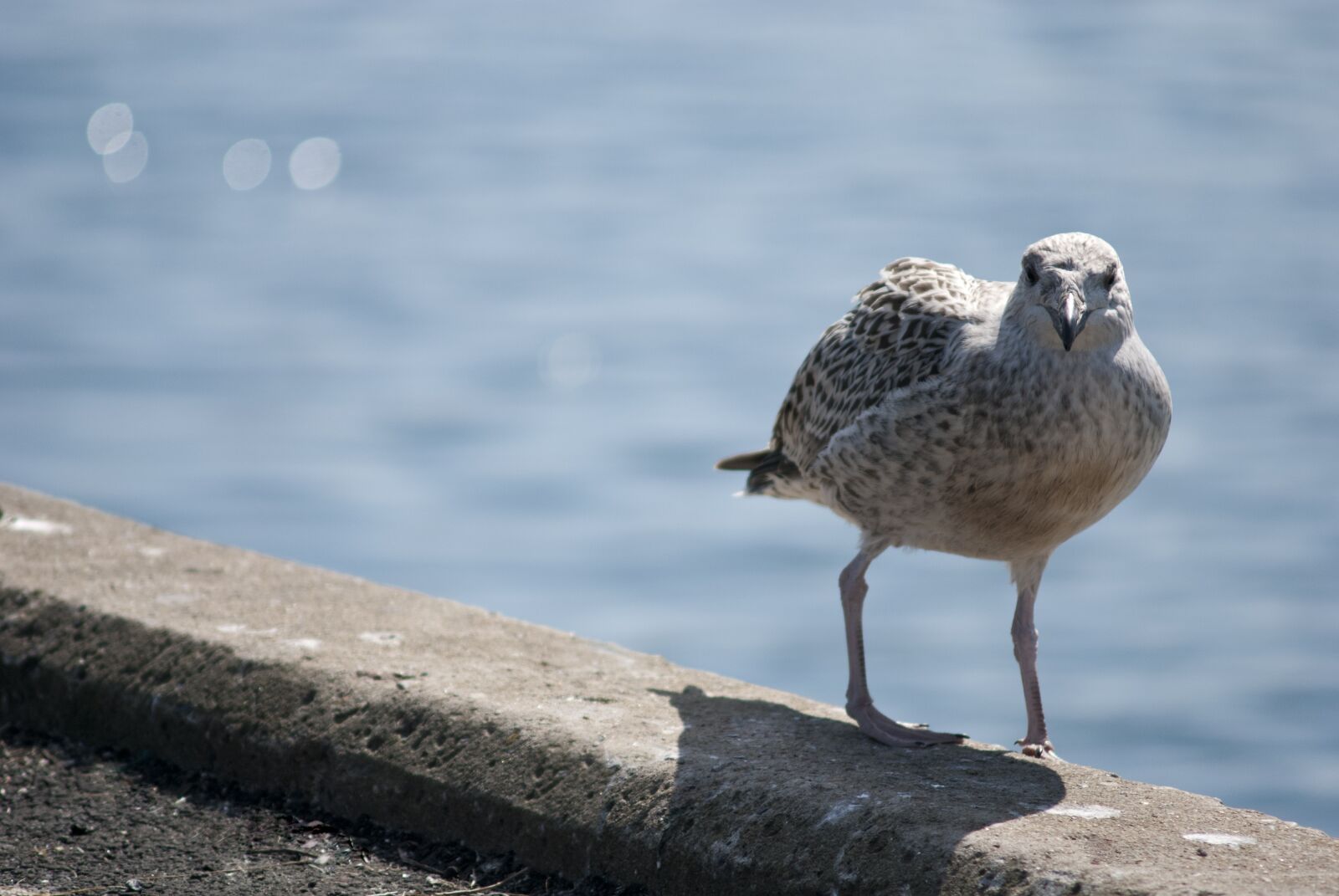 Nikon D80 sample photo. Seagull, bird, sea photography