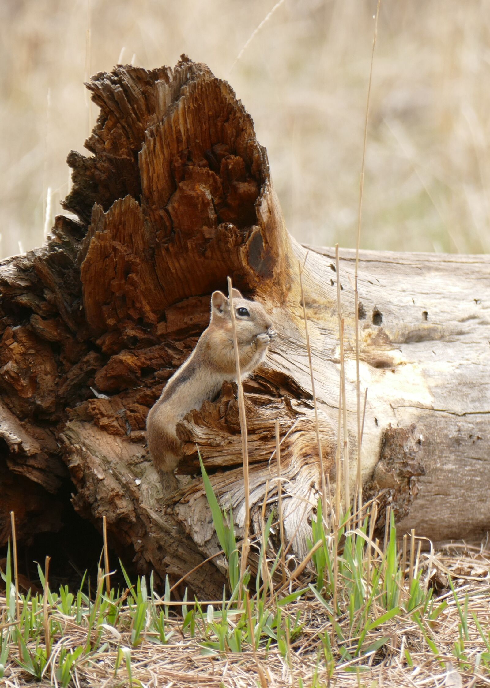 Panasonic Lumix DMC-FZ1000 sample photo. Ground squirrel, golden mantle photography
