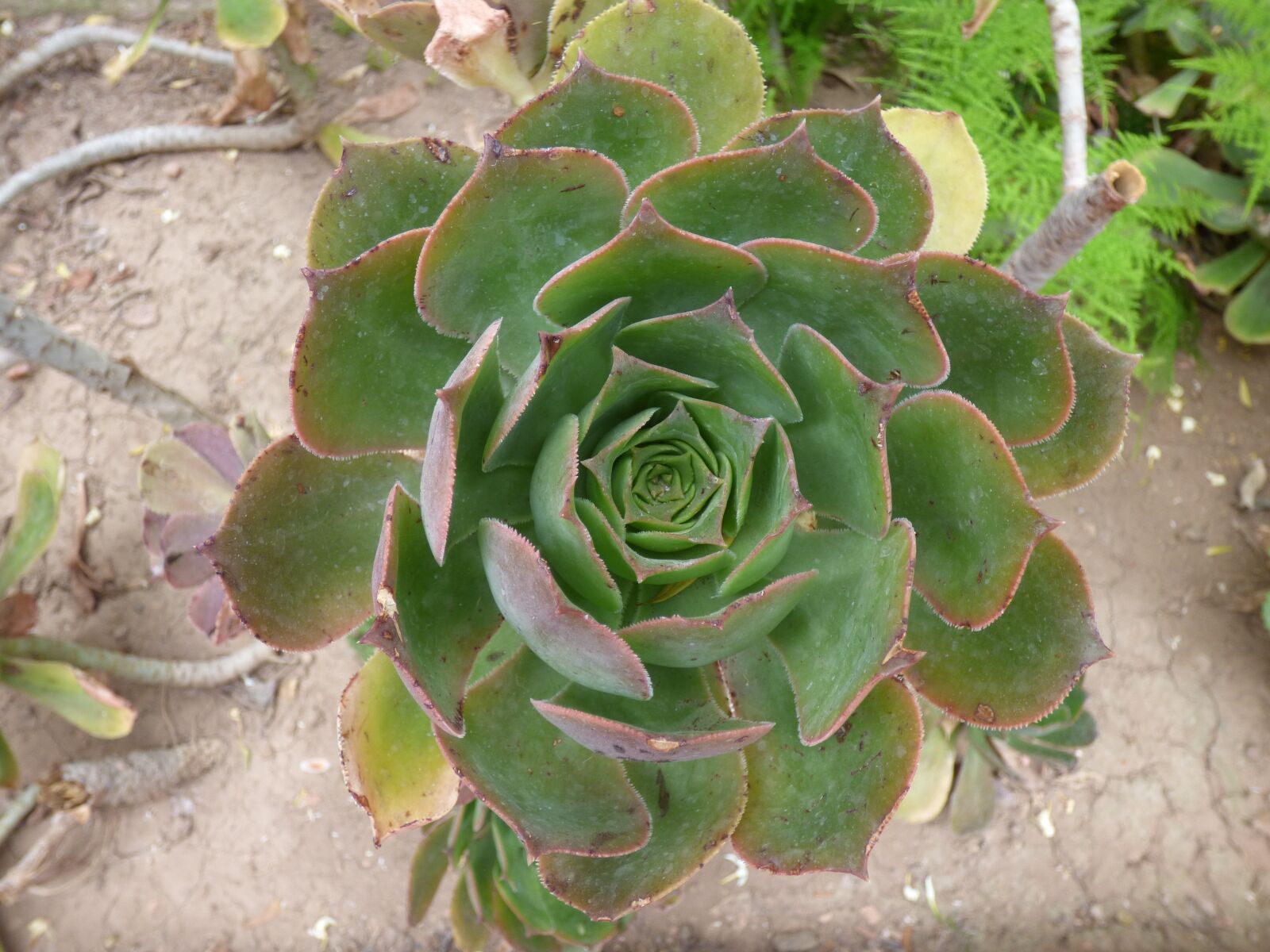 Panasonic DMC-FZ72 sample photo. Plant, fat, succulent photography