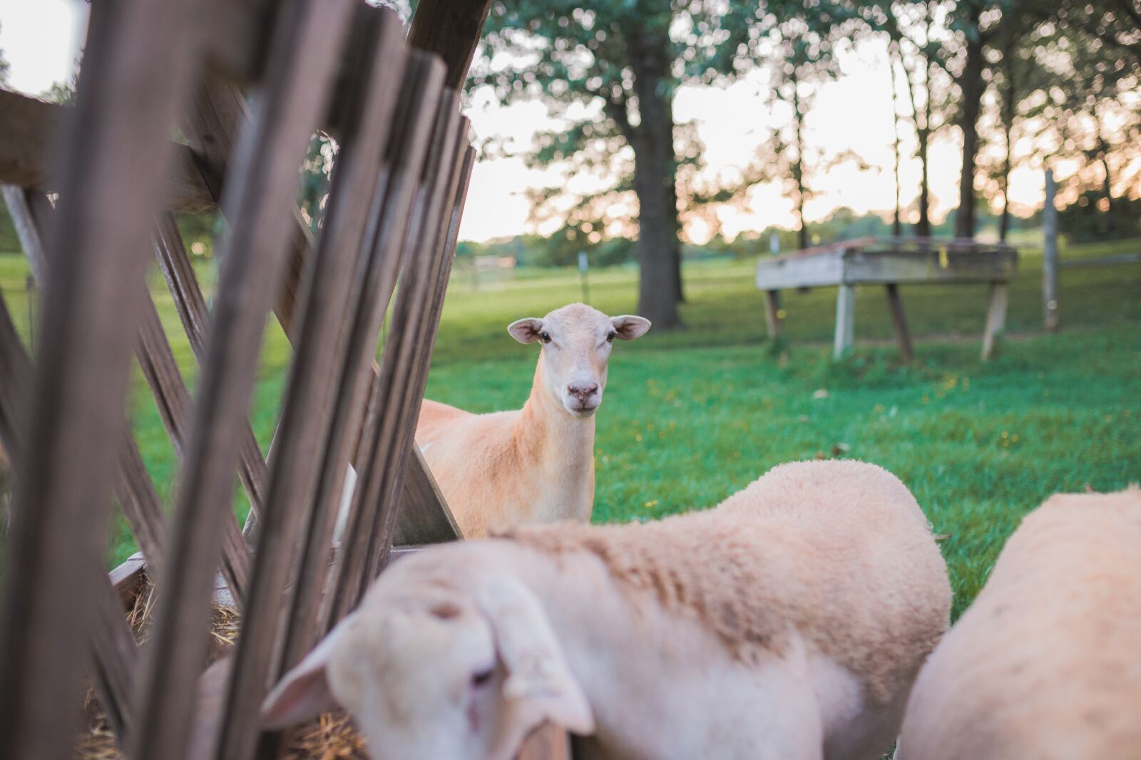 Canon EOS 6D sample photo. Sheep, pasture, lamb photography