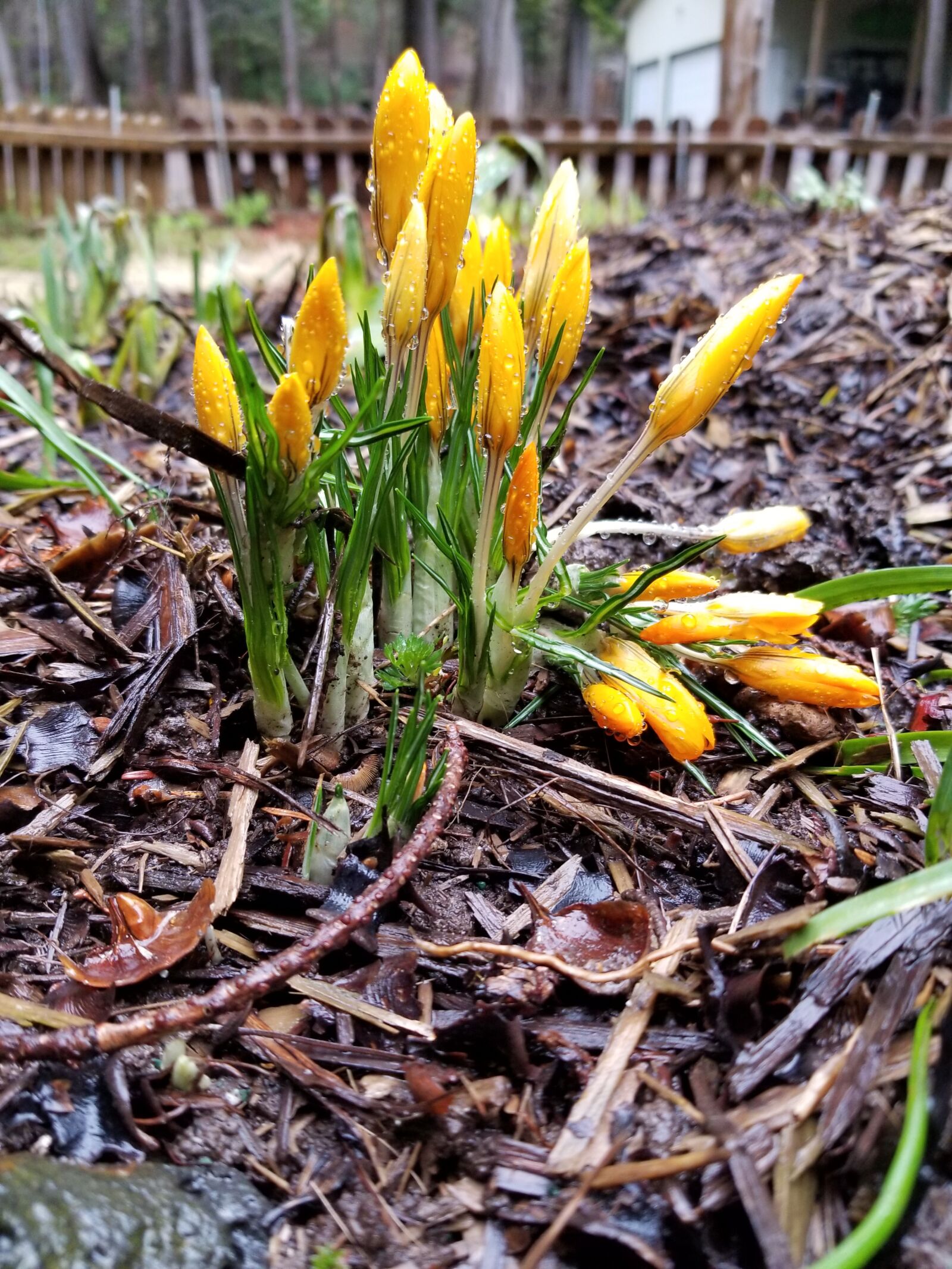 Samsung Galaxy S8 sample photo. Crocus, yellow, flowers photography