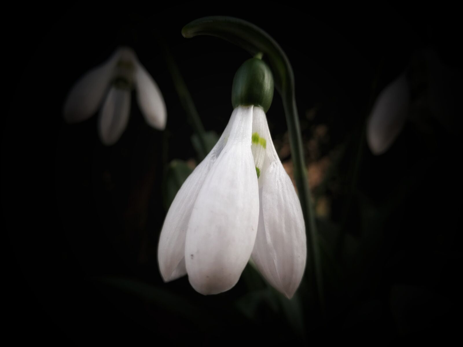 HUAWEI Mate 9 sample photo. Snowdrop, flowers, snowdrop spring photography
