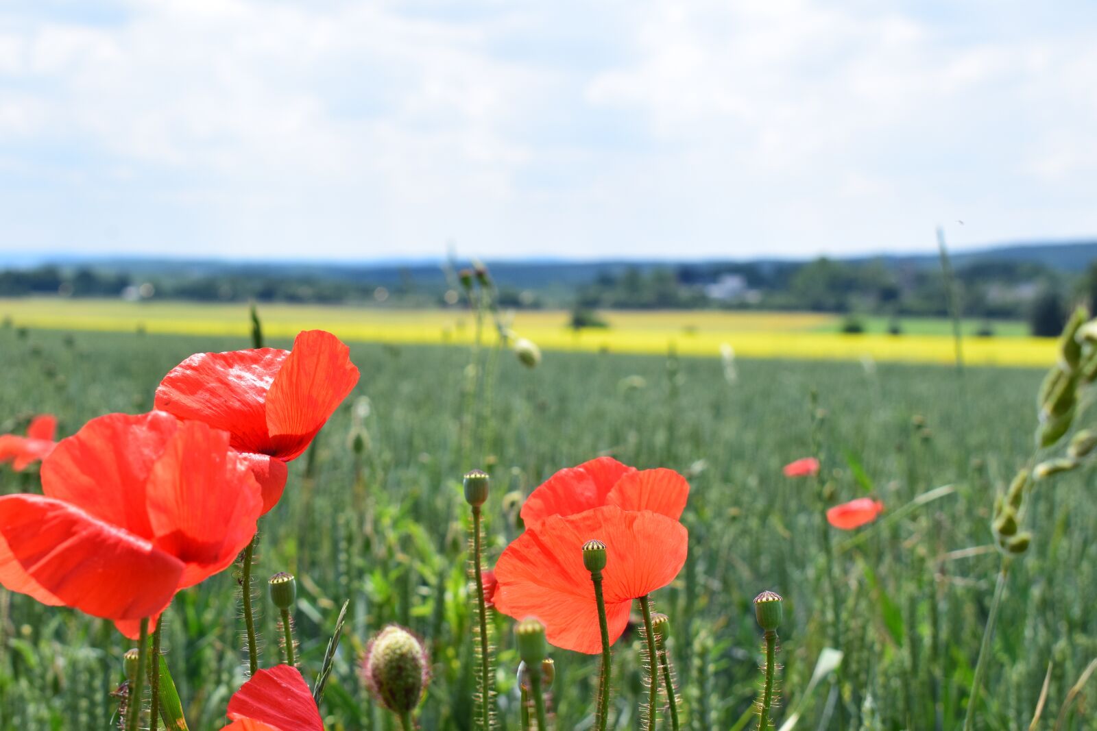 Nikon D5300 sample photo. Poppy, edge of field photography