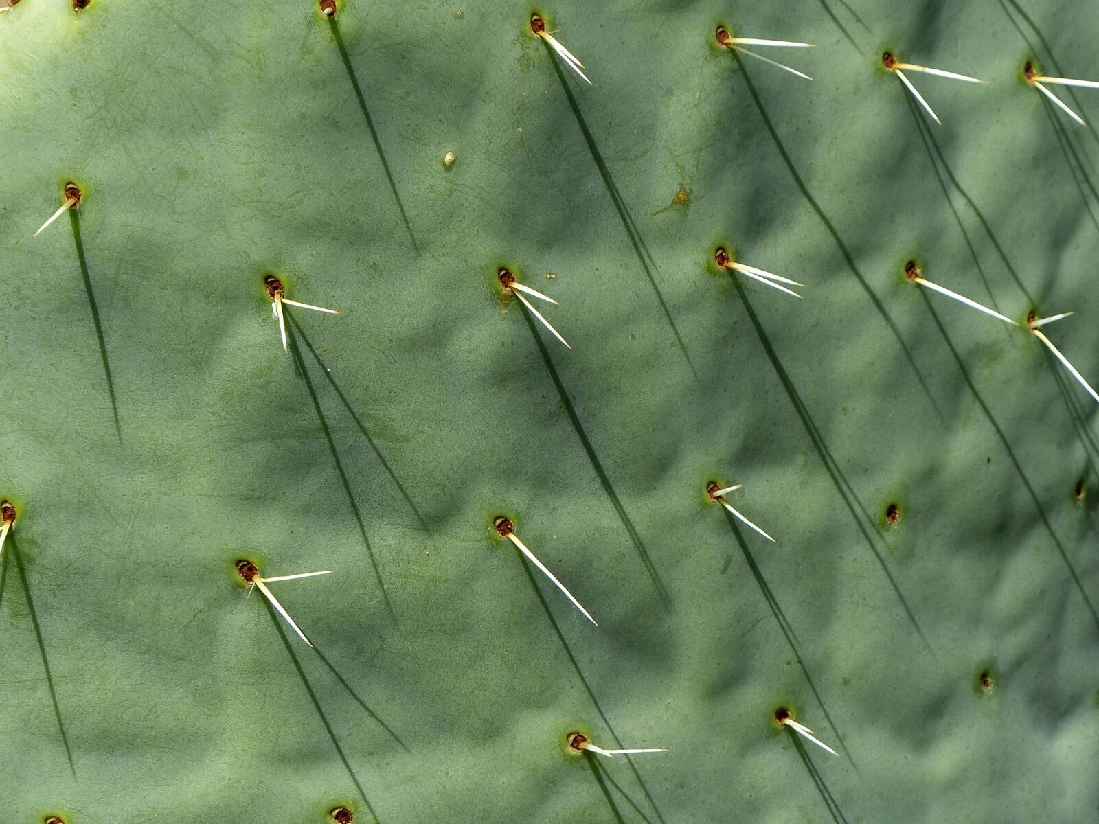 Panasonic Lumix DMC-FZ200 sample photo. Cactus, long thorns, spice photography