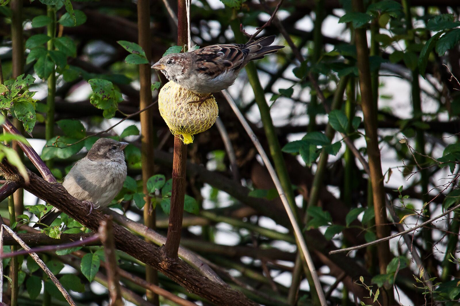 Canon EOS 50D + Canon EF-S 55-250mm F4-5.6 IS STM sample photo. Sparrows, bird, food photography
