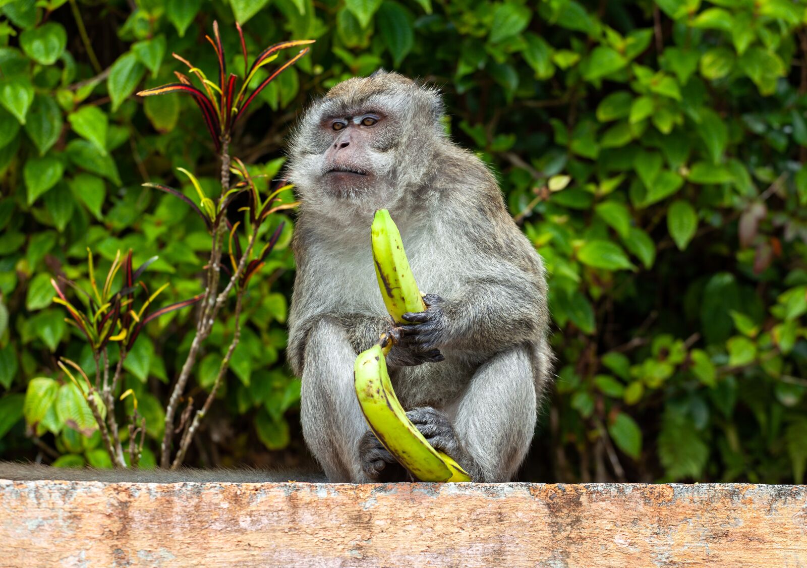 Canon EOS 5D Mark II + Canon EF 70-200mm F4L USM sample photo. Long tailed macaque, crab-eating photography