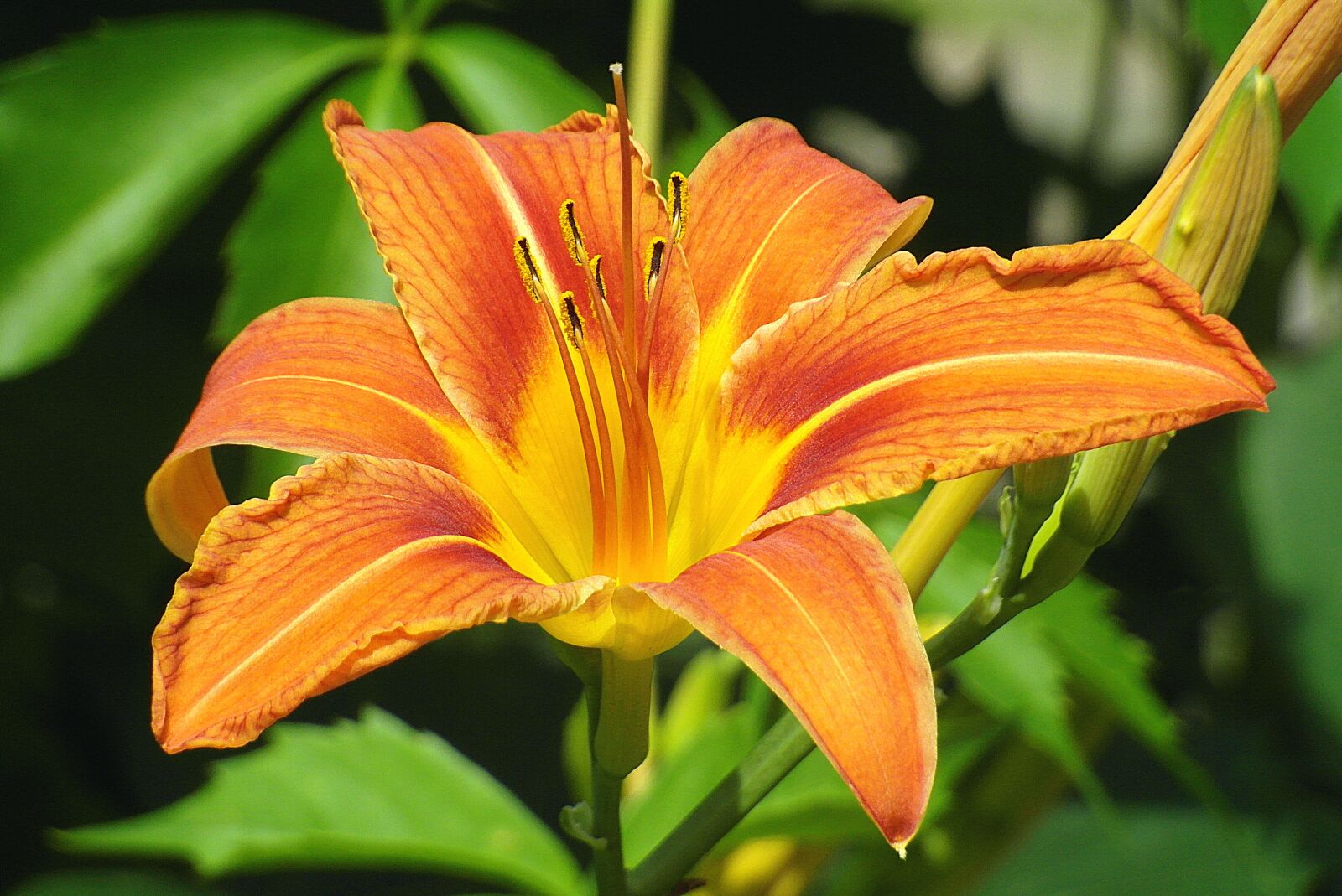 Samsung WB750 sample photo. Lily, flower, garden photography