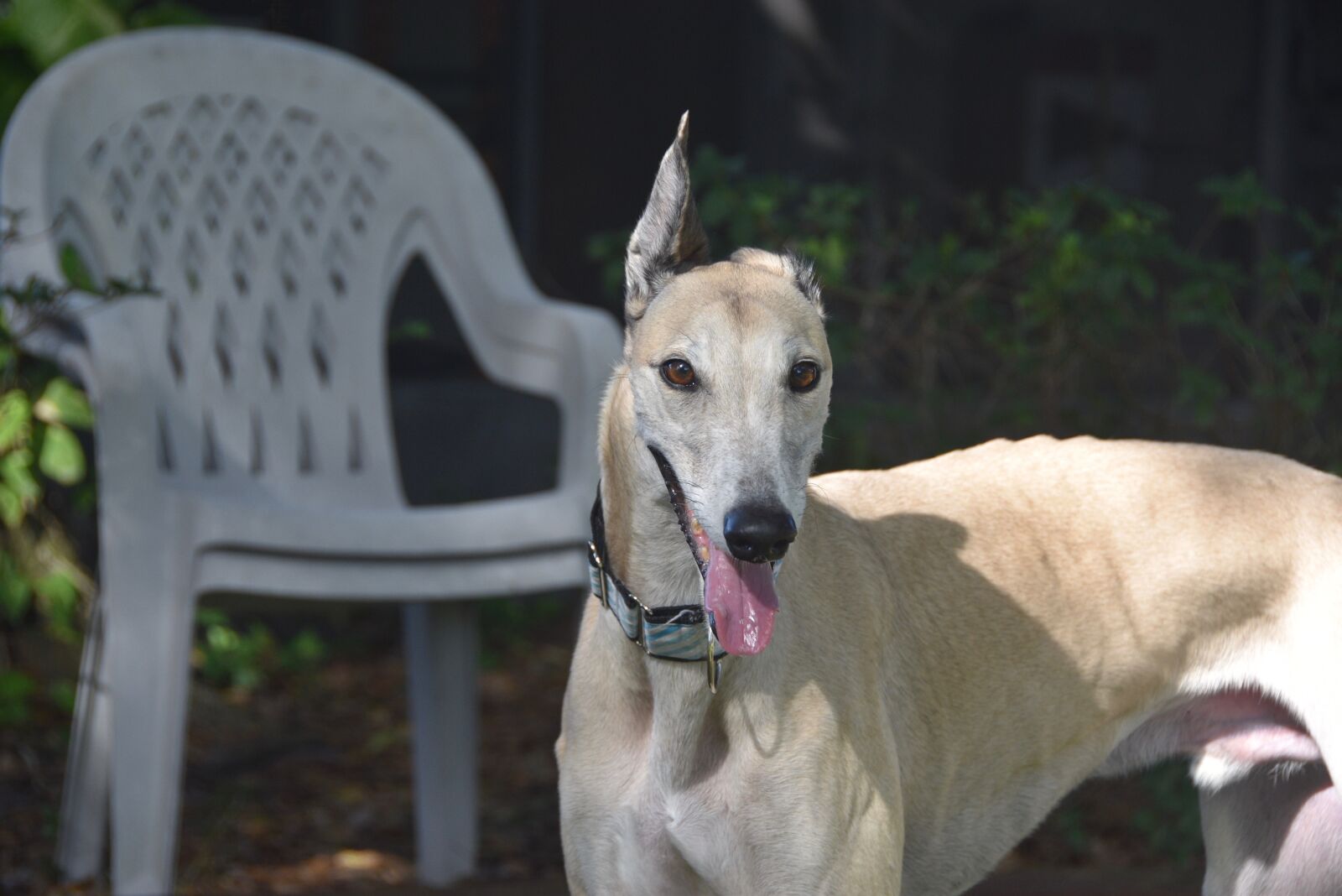 Nikon D5500 sample photo. Greyhound, greyhounds, dog photography