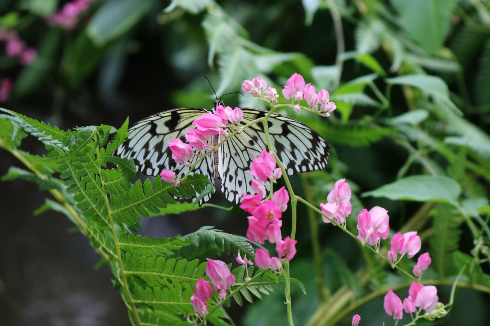 Canon EOS 750D (EOS Rebel T6i / EOS Kiss X8i) sample photo. Butterfly, bug, insect photography