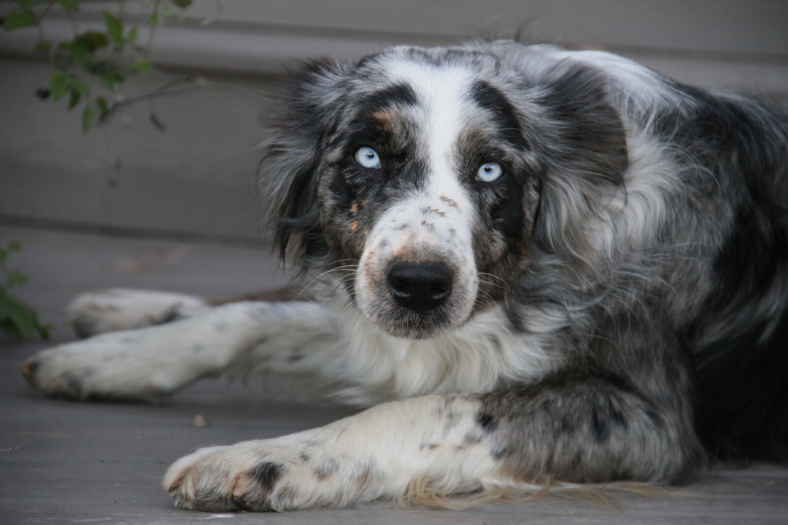 Canon EOS 7D sample photo. Dog, family, dog, grey photography