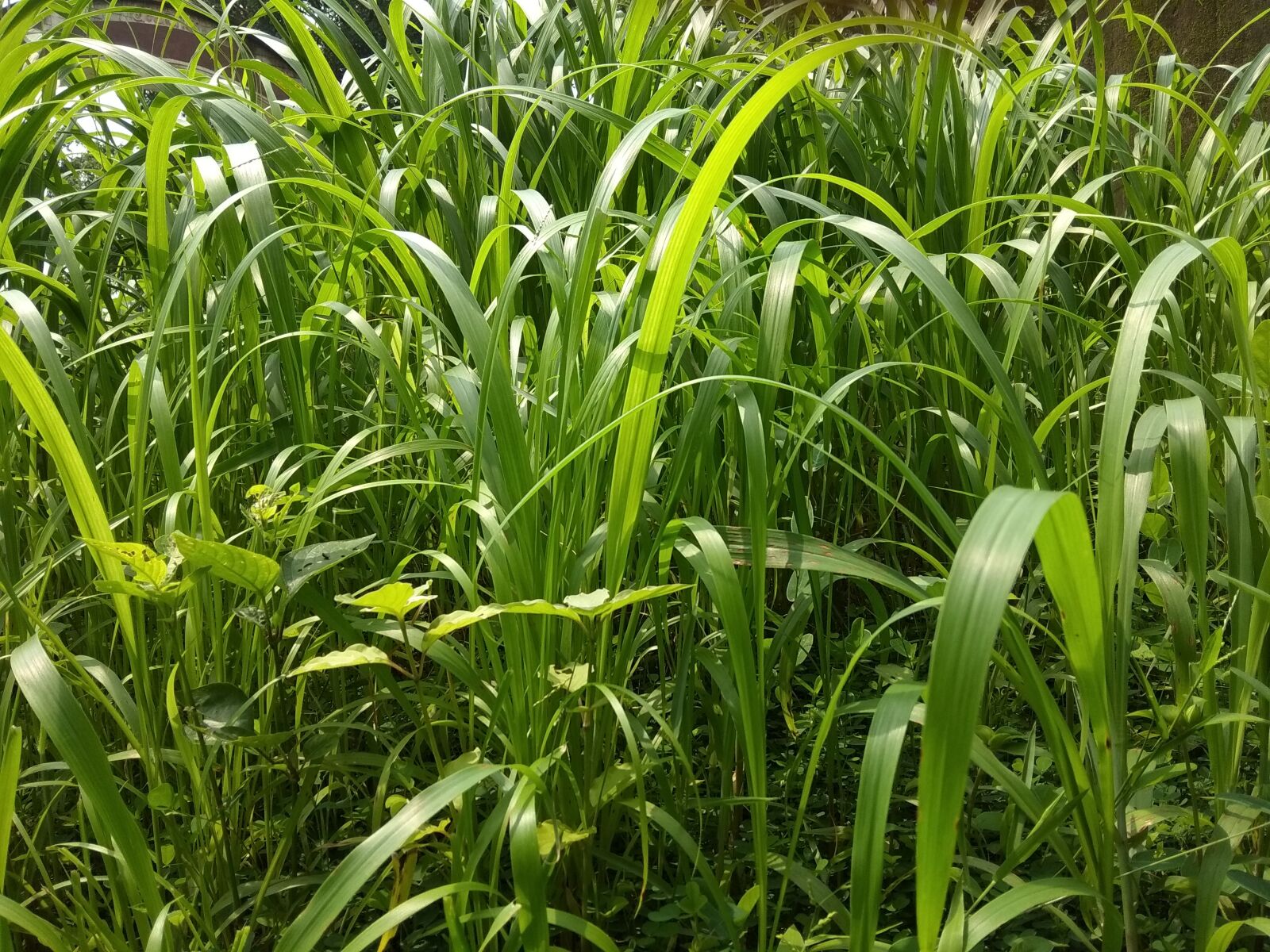 Xiaomi Redmi Note 5A sample photo. Grass, nature, scenery photography