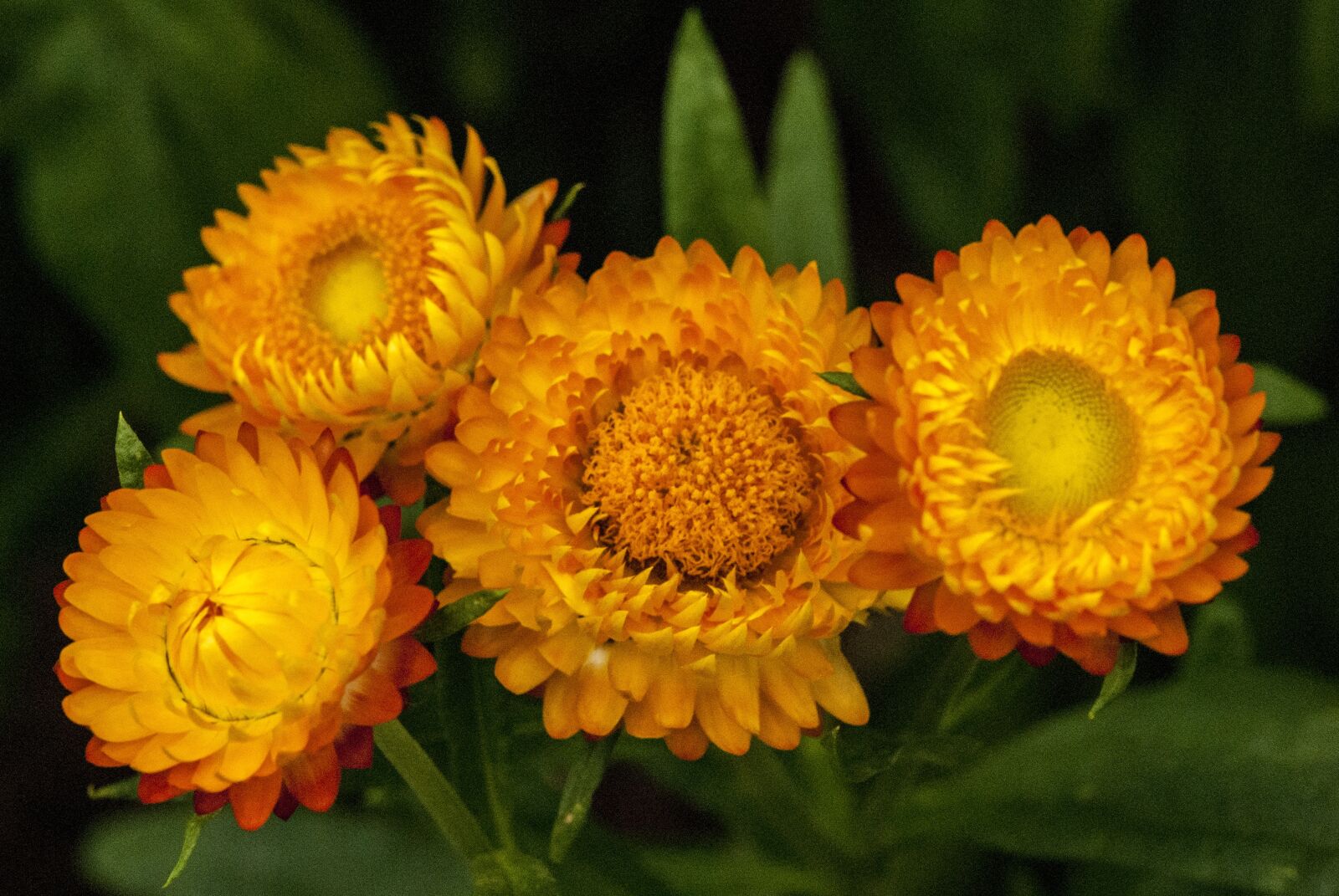 Nikon D200 sample photo. Orange, bloom, garden photography