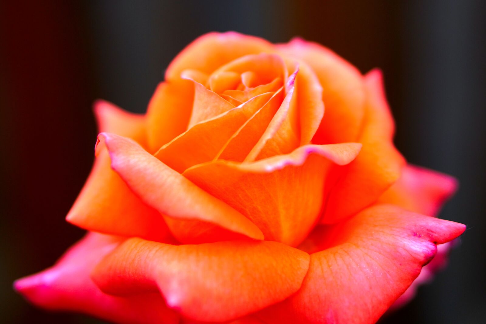 Sony a6400 + E 50mm F1.8 OSS sample photo. Rose, flower, blossom photography