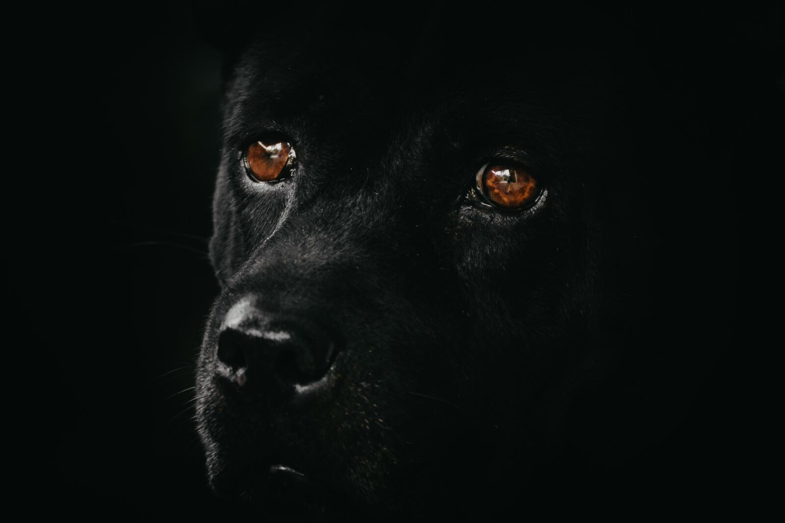 Canon EOS 70D sample photo. Dog, black, animal photography