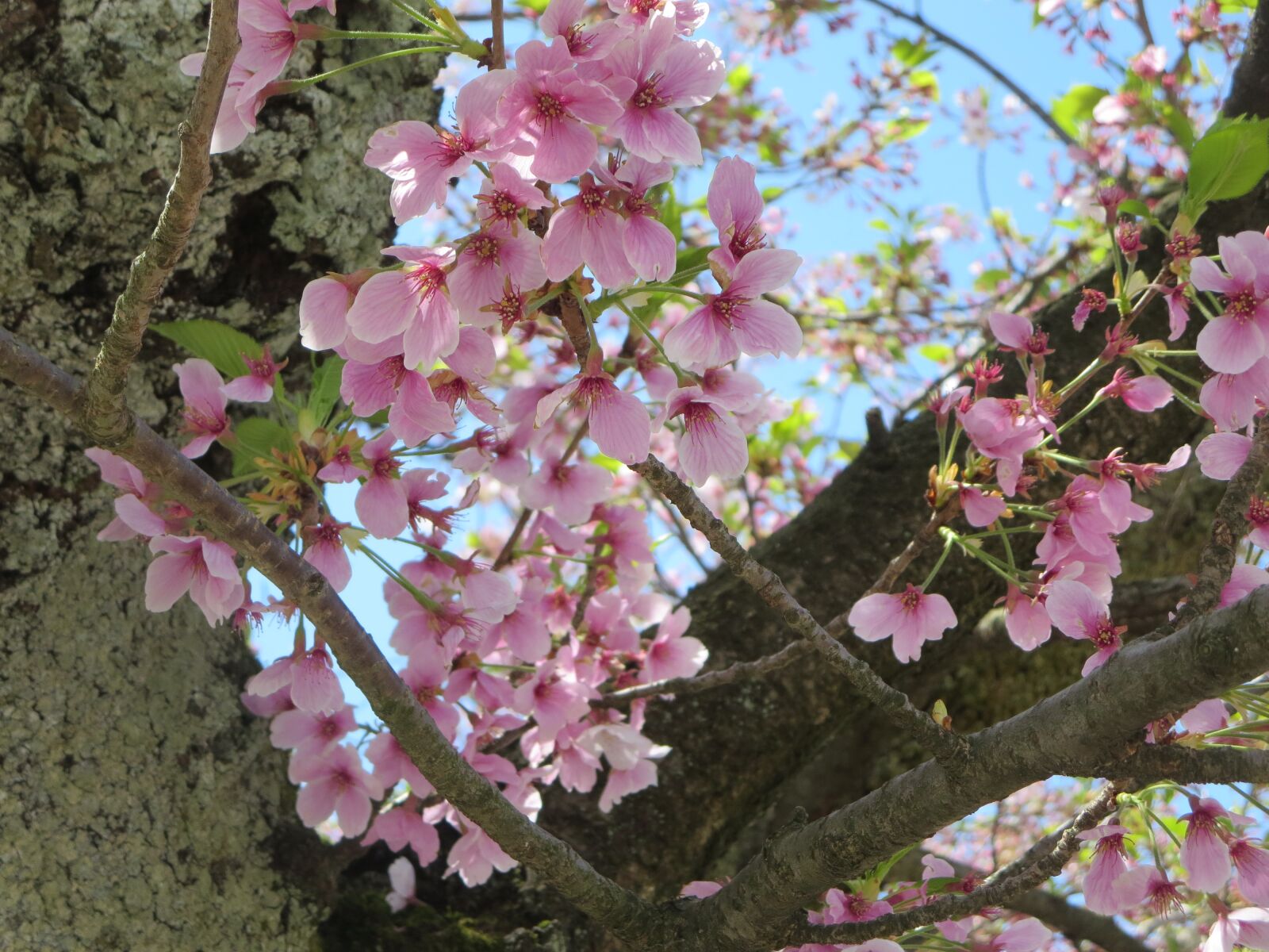 Canon PowerShot ELPH 330 HS (IXUS 255 HS / IXY 610F) sample photo. Cherry blossom, cherry, blossom photography