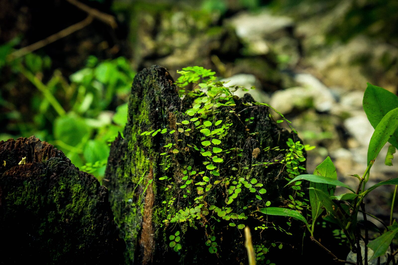 Canon EOS 6D + Canon EF 24-105mm F4L IS USM sample photo. Rock, small, leaf photography