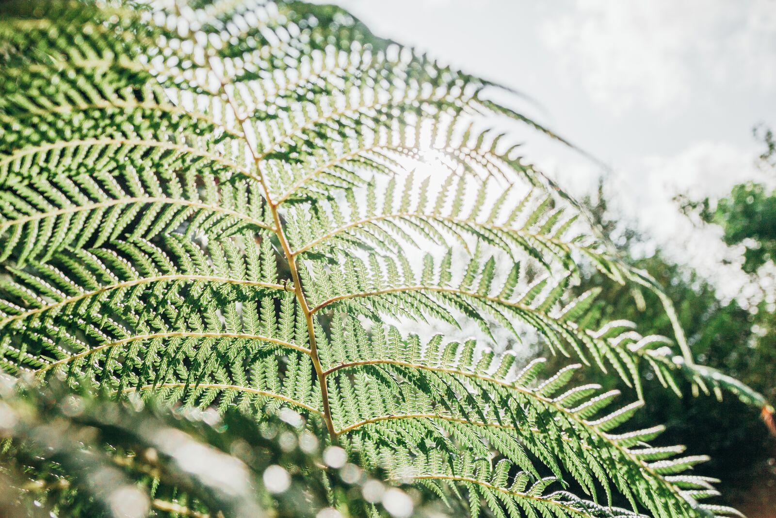 Canon EOS 450D (EOS Rebel XSi / EOS Kiss X2) sample photo. Fern, plant, green photography