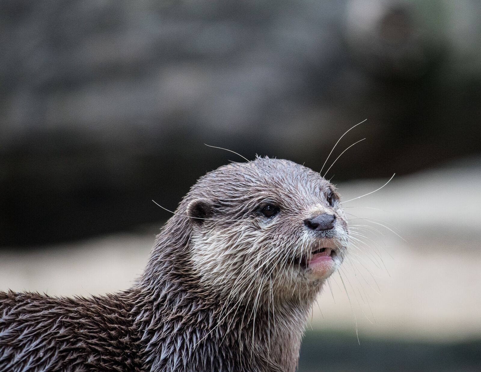Canon EF-S 55-250mm F4-5.6 IS STM sample photo. Otter, mammal, rodent photography