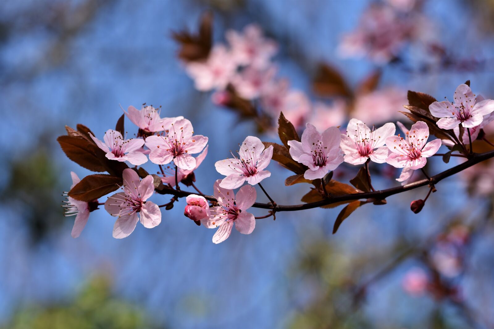 Nikon D7200 sample photo. Ornamental cherry, cherry blossoms photography