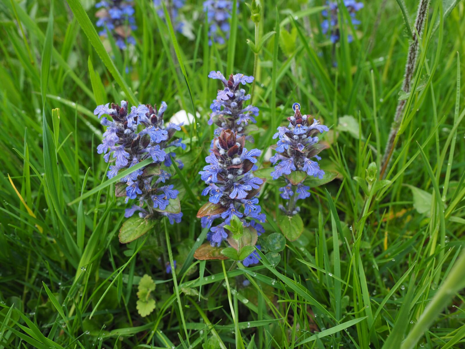 Olympus OM-D E-M1 + Olympus M.Zuiko Digital ED 12-40mm F2.8 Pro sample photo. Pointed flower, ajuga g photography