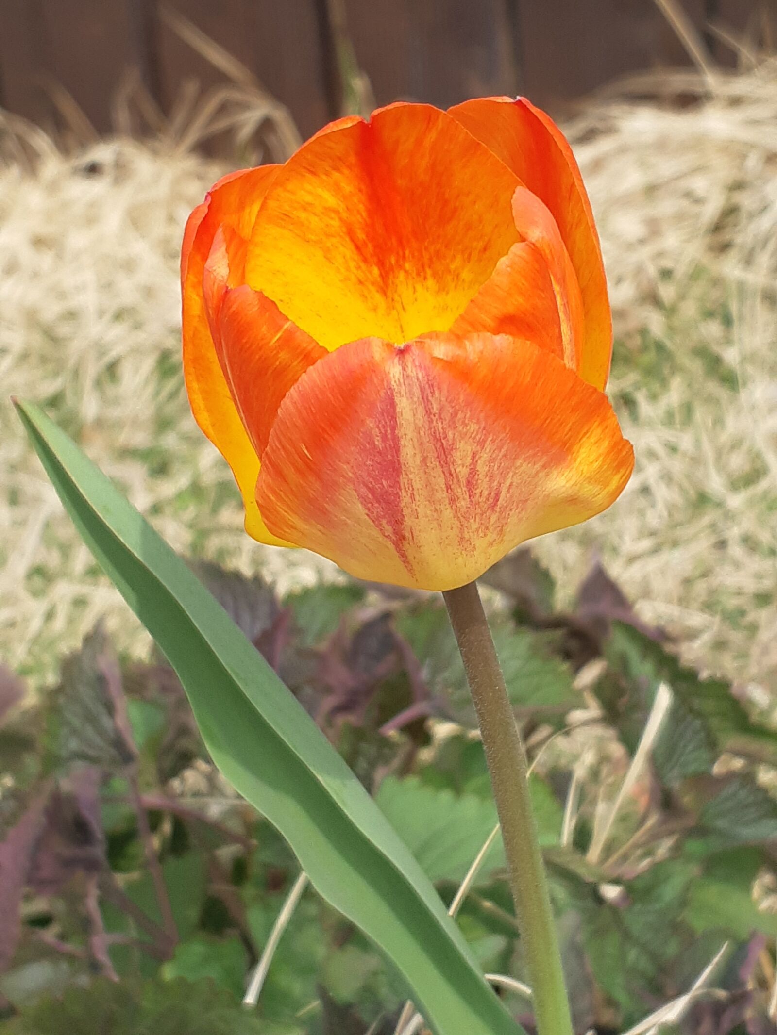Samsung Galaxy A8(2018) sample photo. Flowers, tulip, nature photography