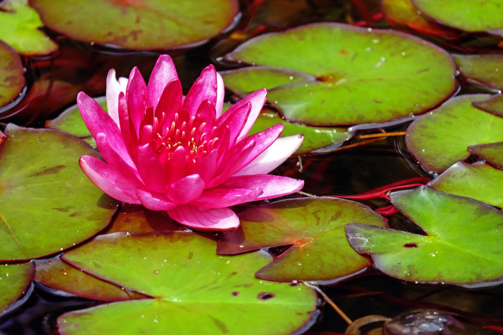 Fujifilm X-T10 + Fujifilm XC 50-230mm F4.5-6.7 OIS sample photo. Water lily, flower, blossom photography