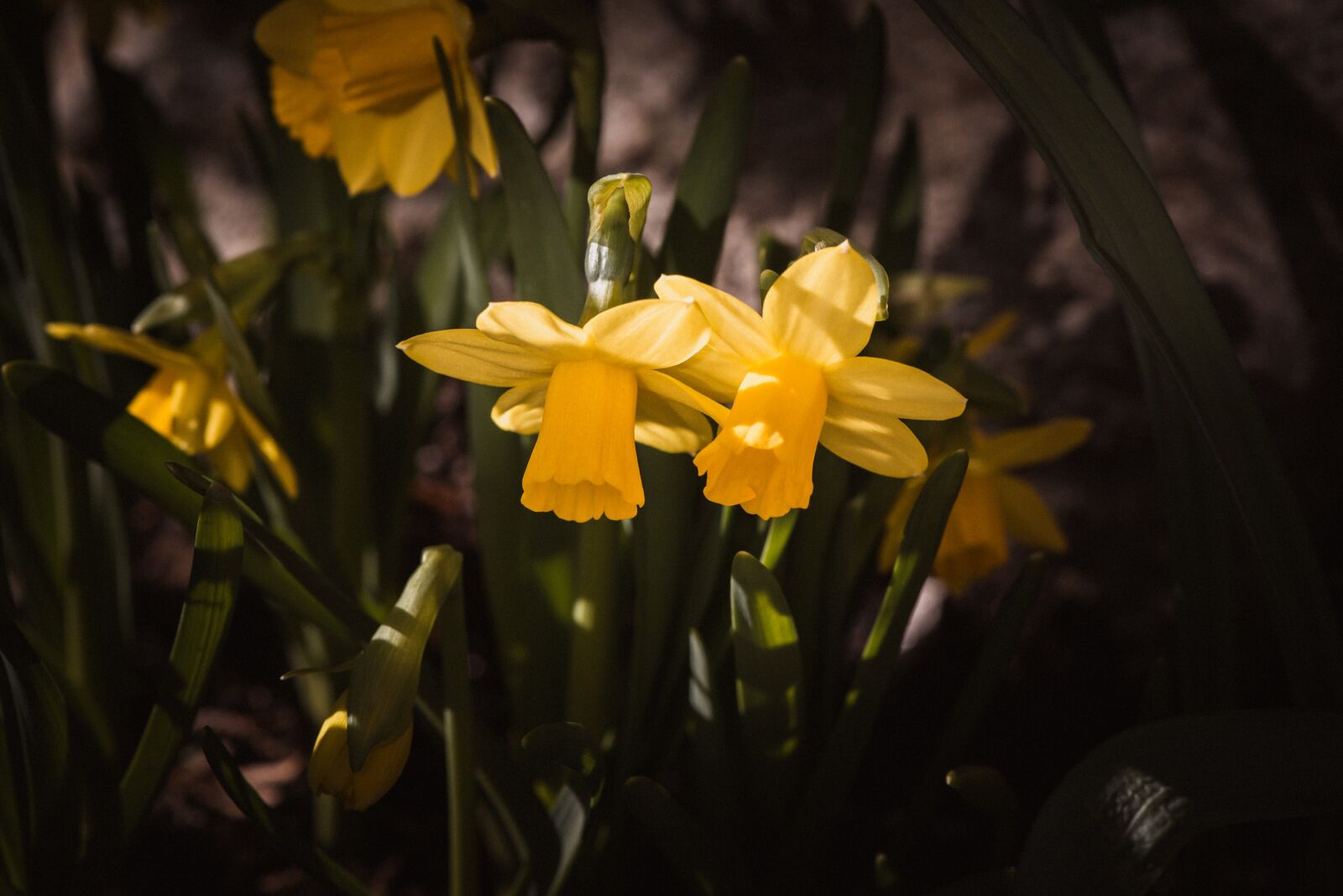 Nikon D750 sample photo. Daffodils, yellow, small photography